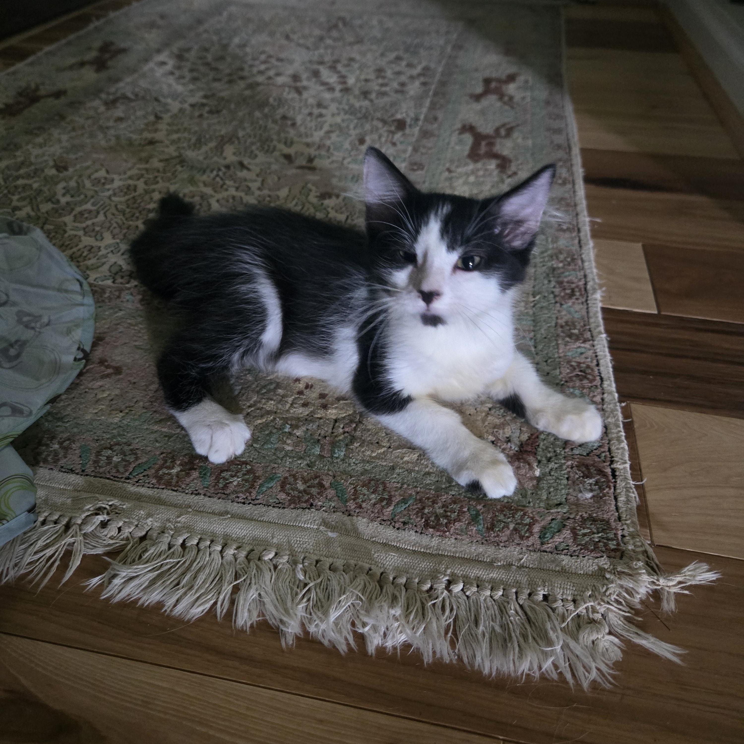 Oliver, a ADOPTABLE Domestic Medium Hair in Sedalia, MO image 2/2