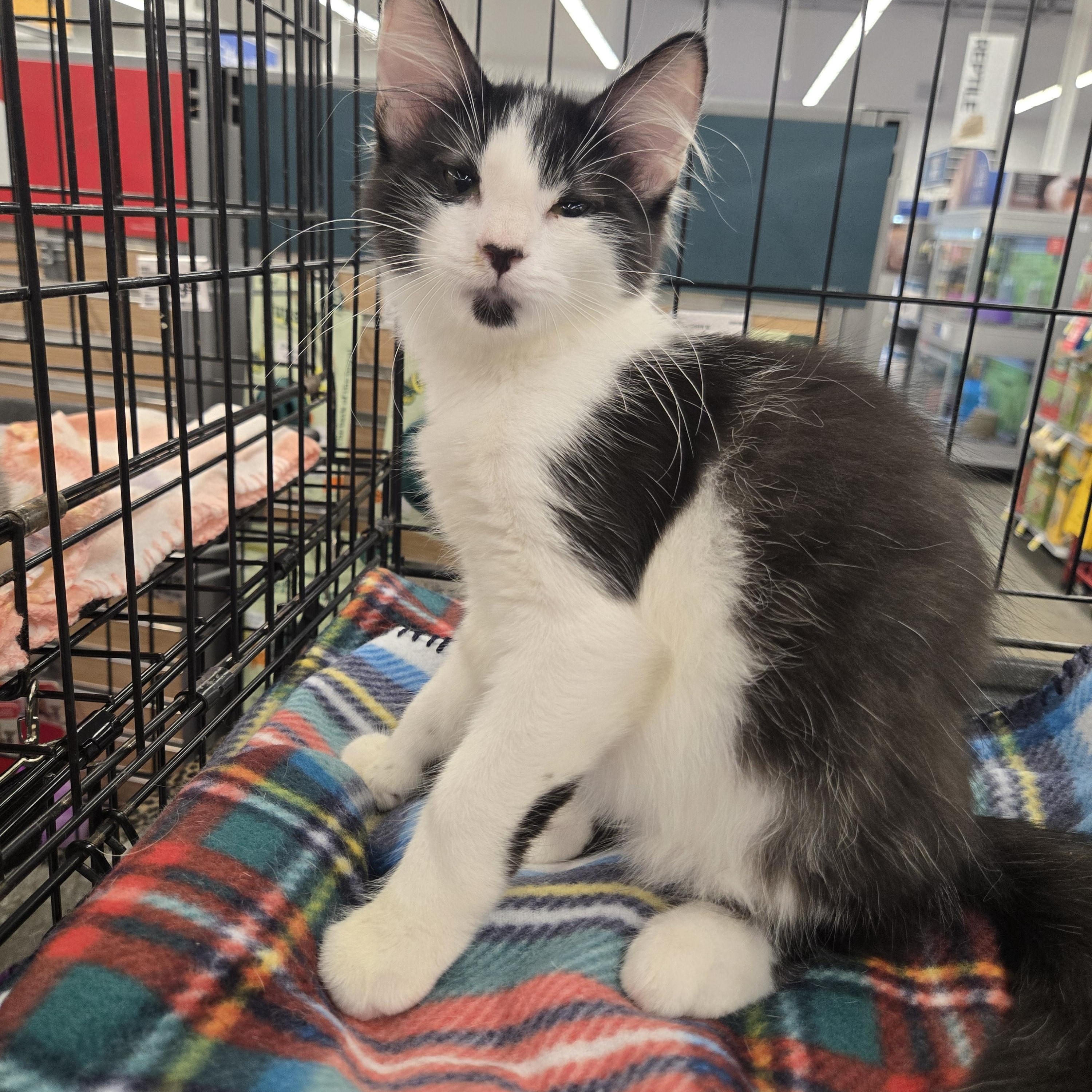 Oliver, ADOPTABLE, Kitten Male Domestic Medium Hair.