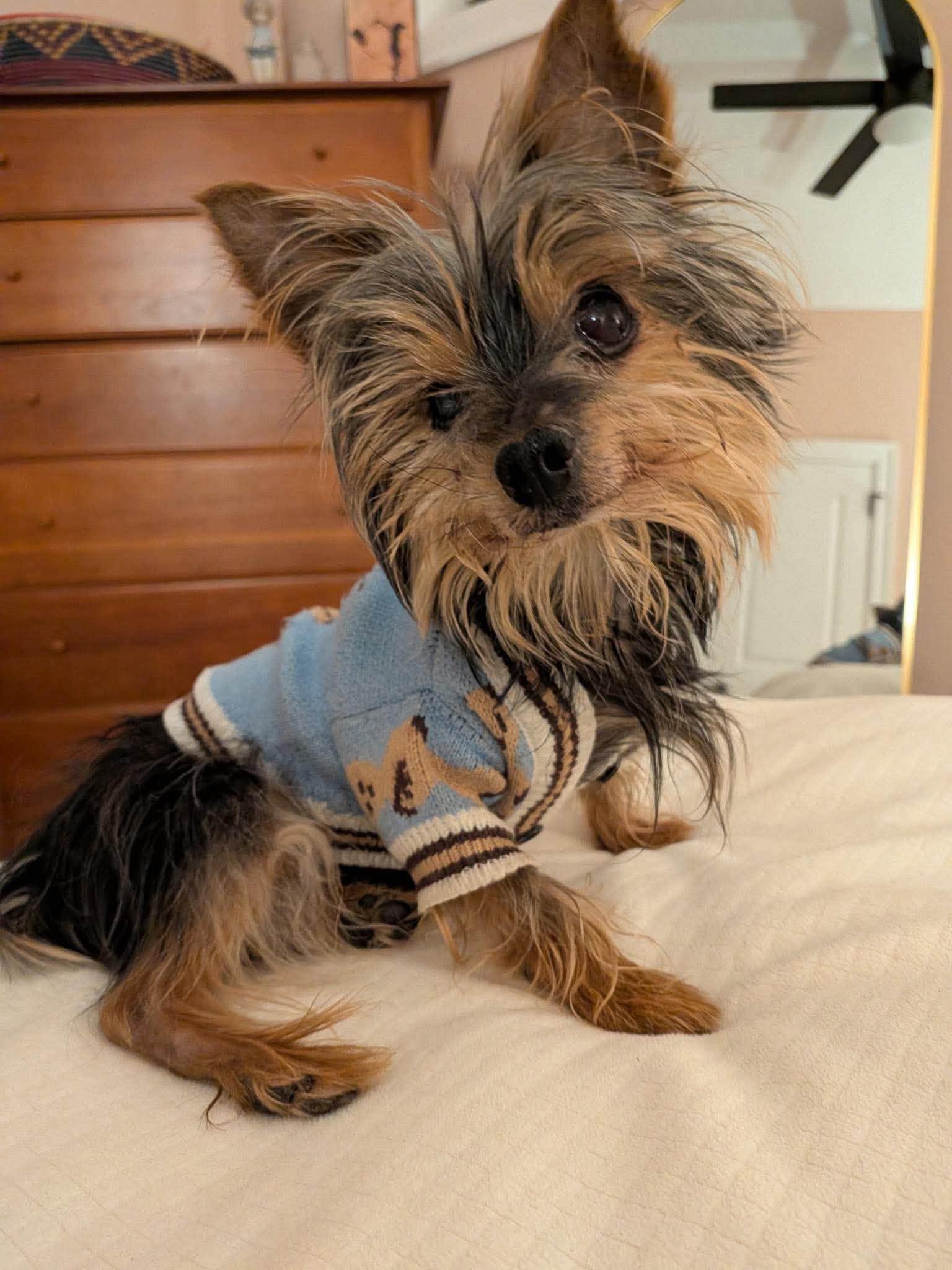Enlarge Sid, a Adoptable mixed breed in Torrington, CT image 1/6