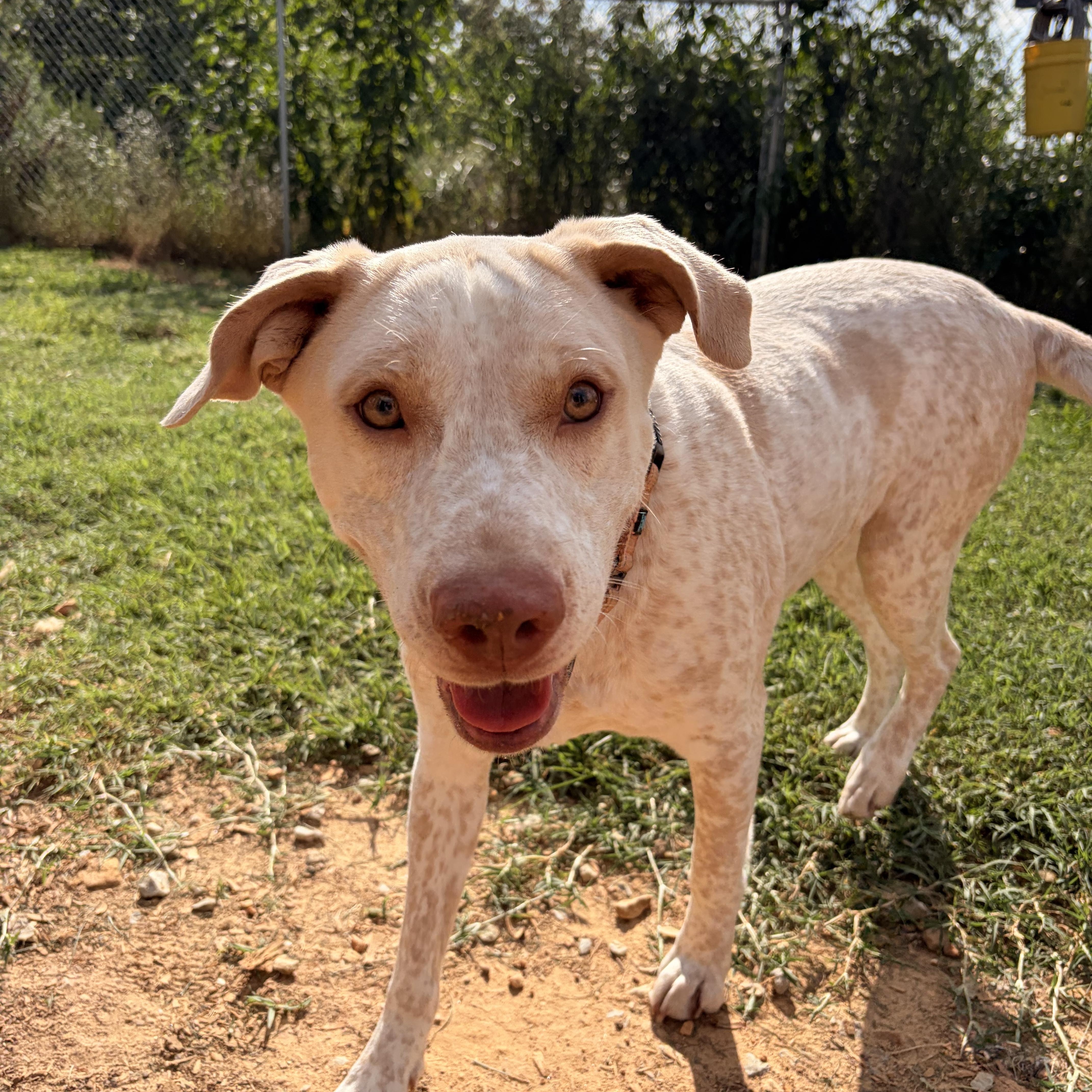 Enlarge Princess Dolly, a ADOPTABLE mixed breed in Melbourne, AR image 4/5