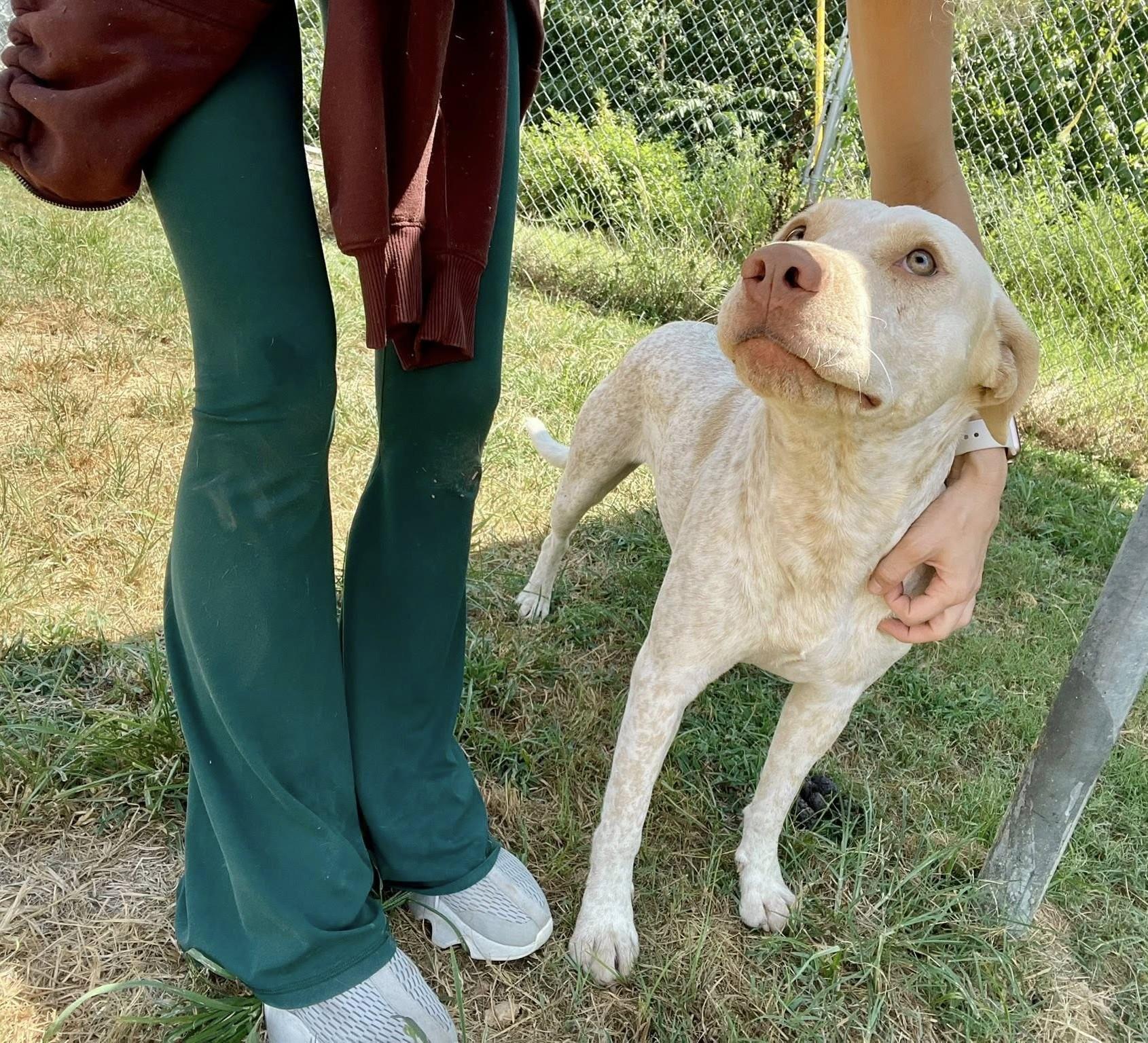 Princess Dolly, ADOPTABLE, Adult Female Labrador Retriever.