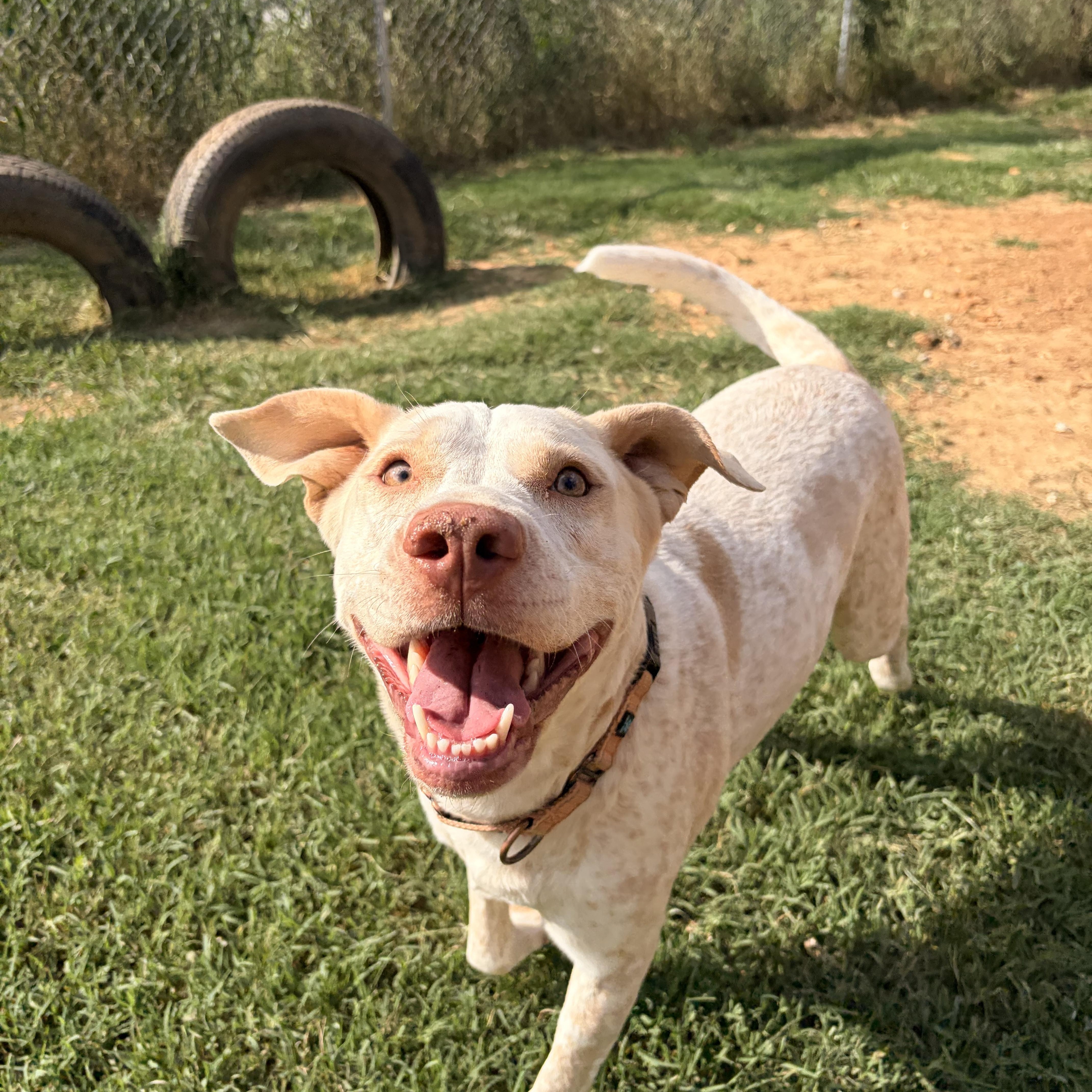 Enlarge Princess Dolly, a ADOPTABLE mixed breed in Melbourne, AR image 3/5