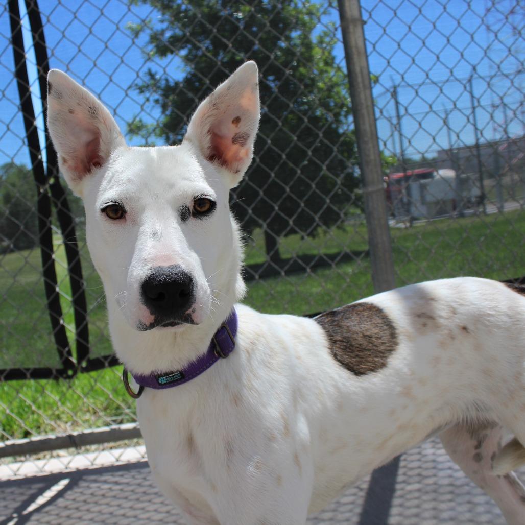 Merry, Adoptable, Young Female Cattle Dog & Mixed Breed.