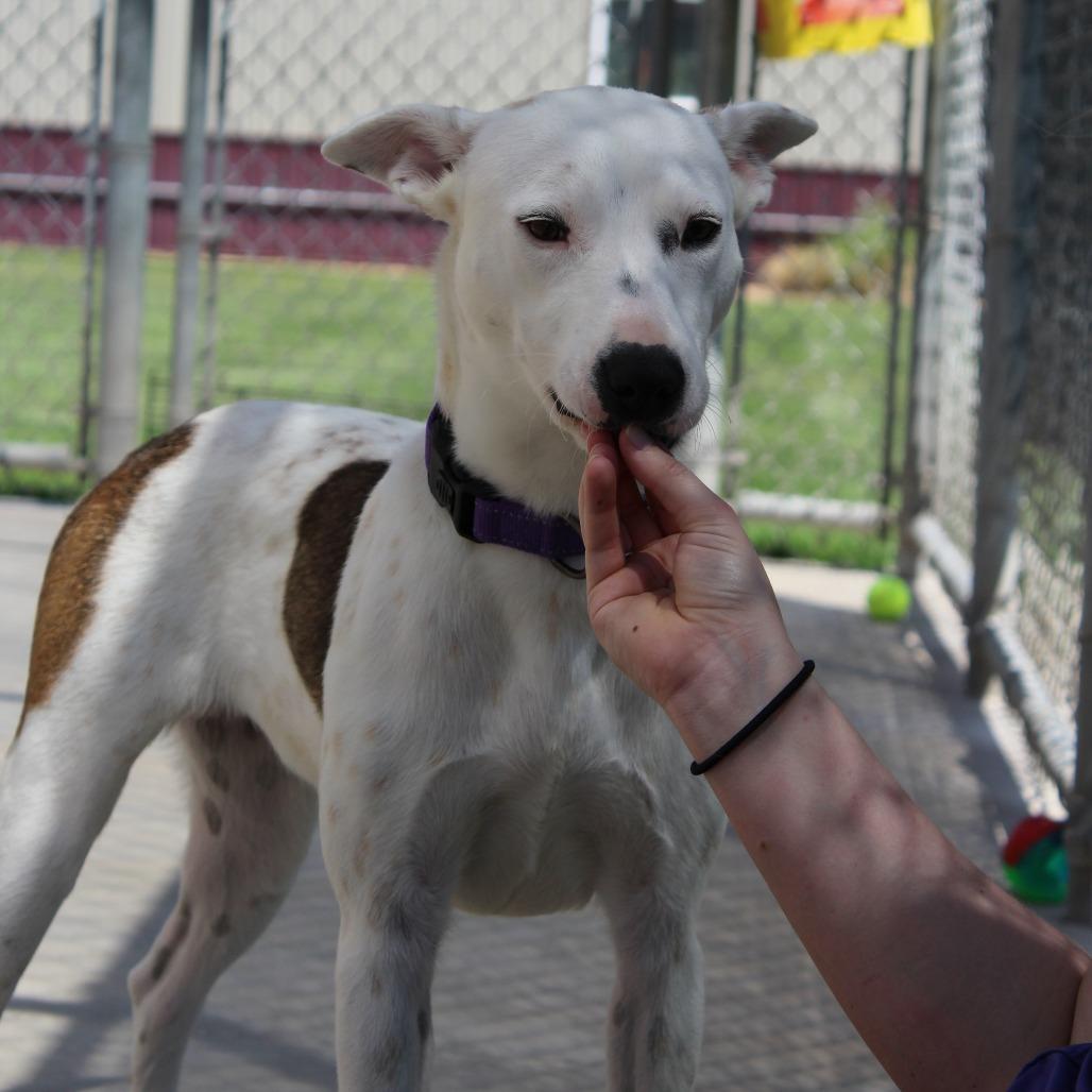 Merry, a Adoptable mixed breed in McPherson, KS image 2/6