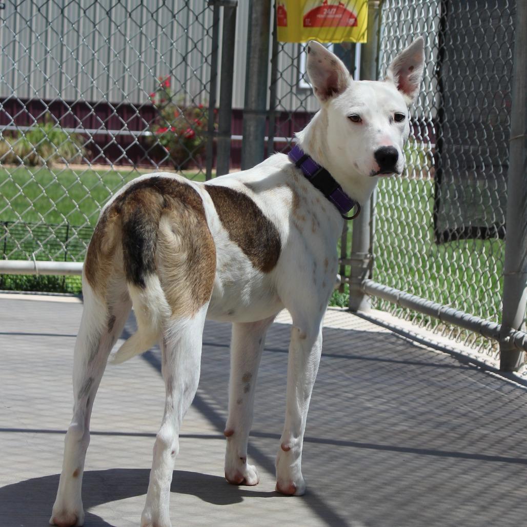 Enlarge Merry, a Adoptable mixed breed in McPherson, KS image 2/4