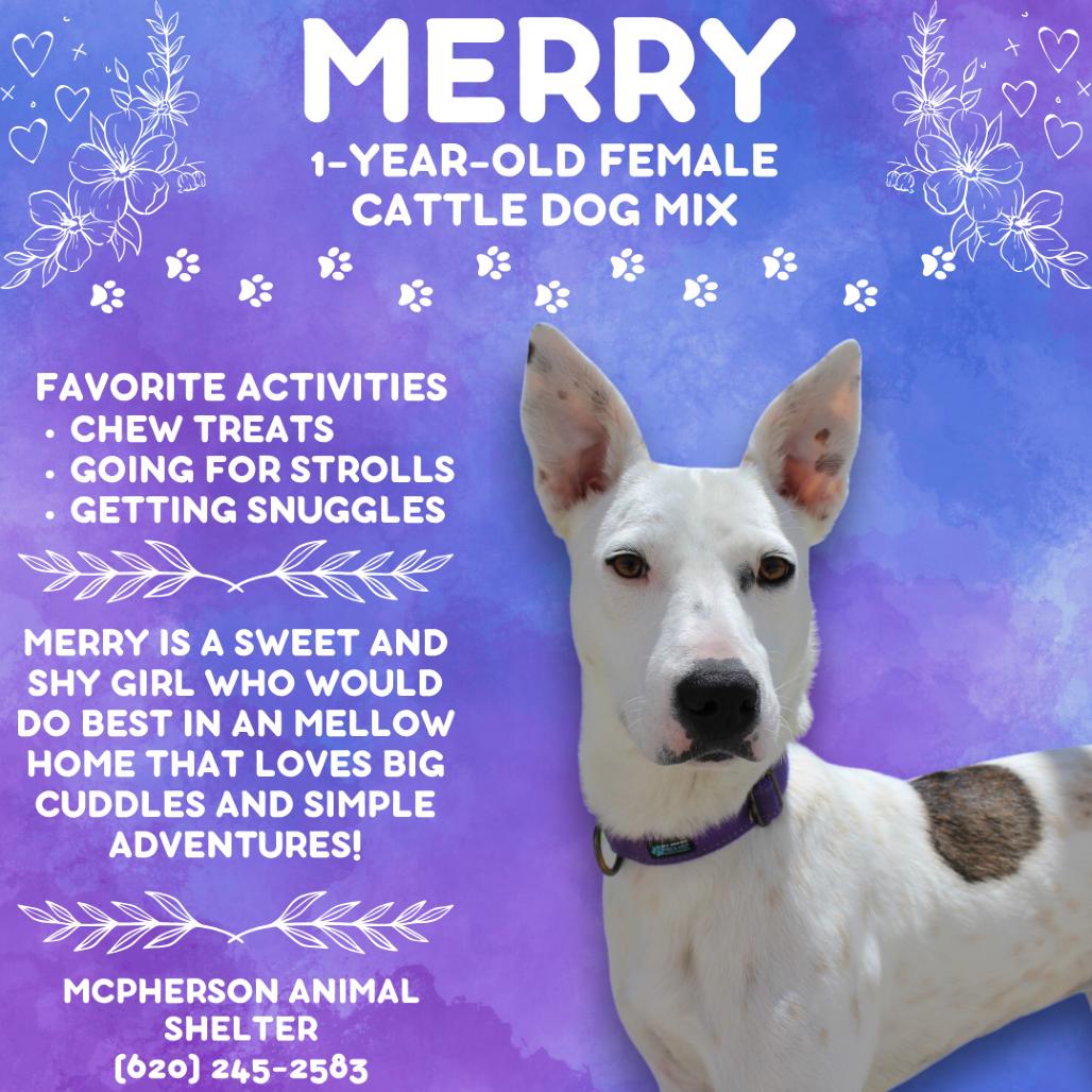 Enlarge Merry, a Adoptable mixed breed in McPherson, KS image 3/4
