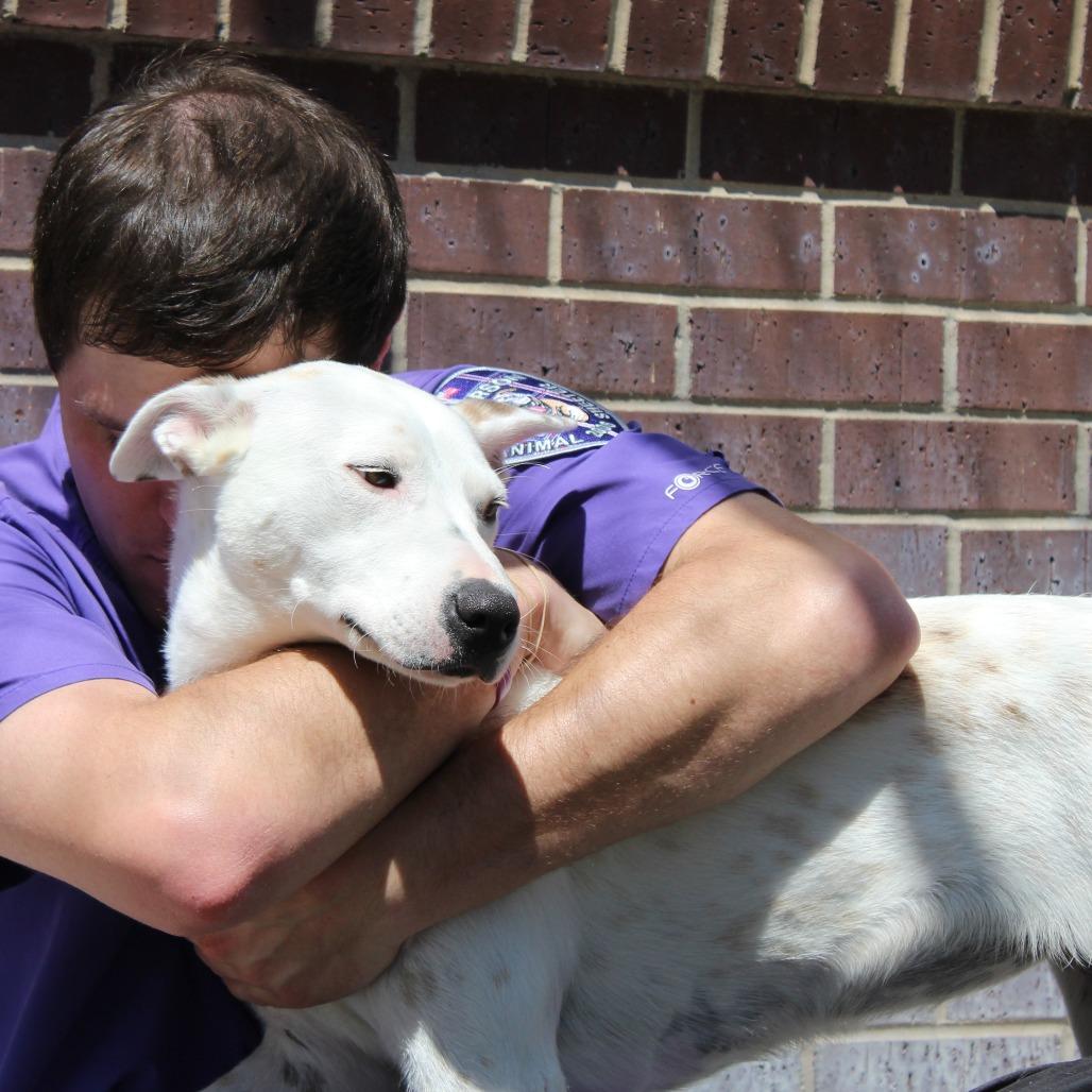 Merry, a Adoptable mixed breed in McPherson, KS image 5/6