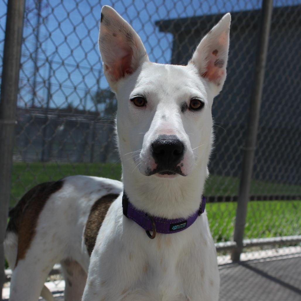 Enlarge Merry, a Adoptable mixed breed in McPherson, KS image 4/4