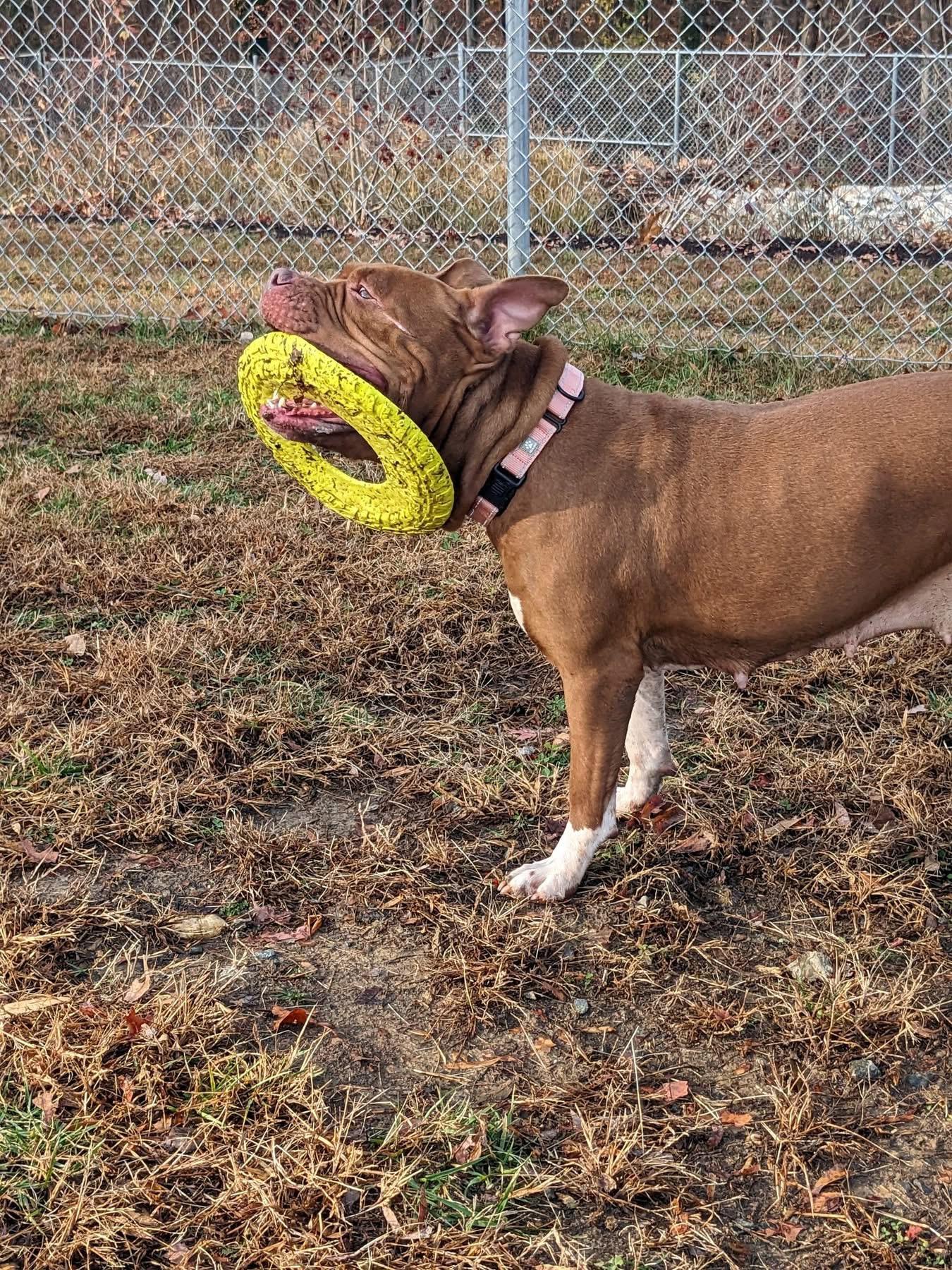 Lady (ID 49153/3815)