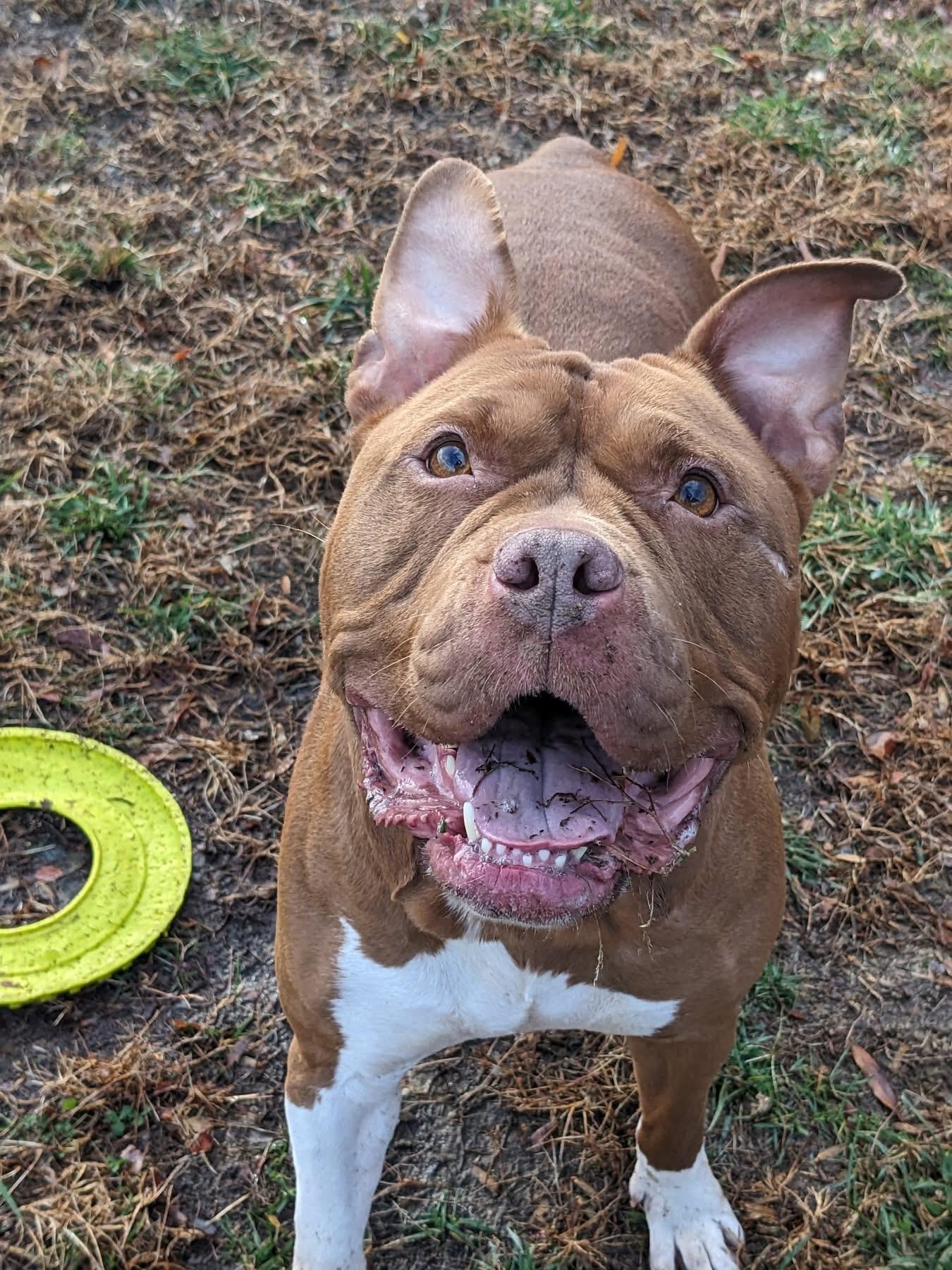 Lady (ID 49153/3815)