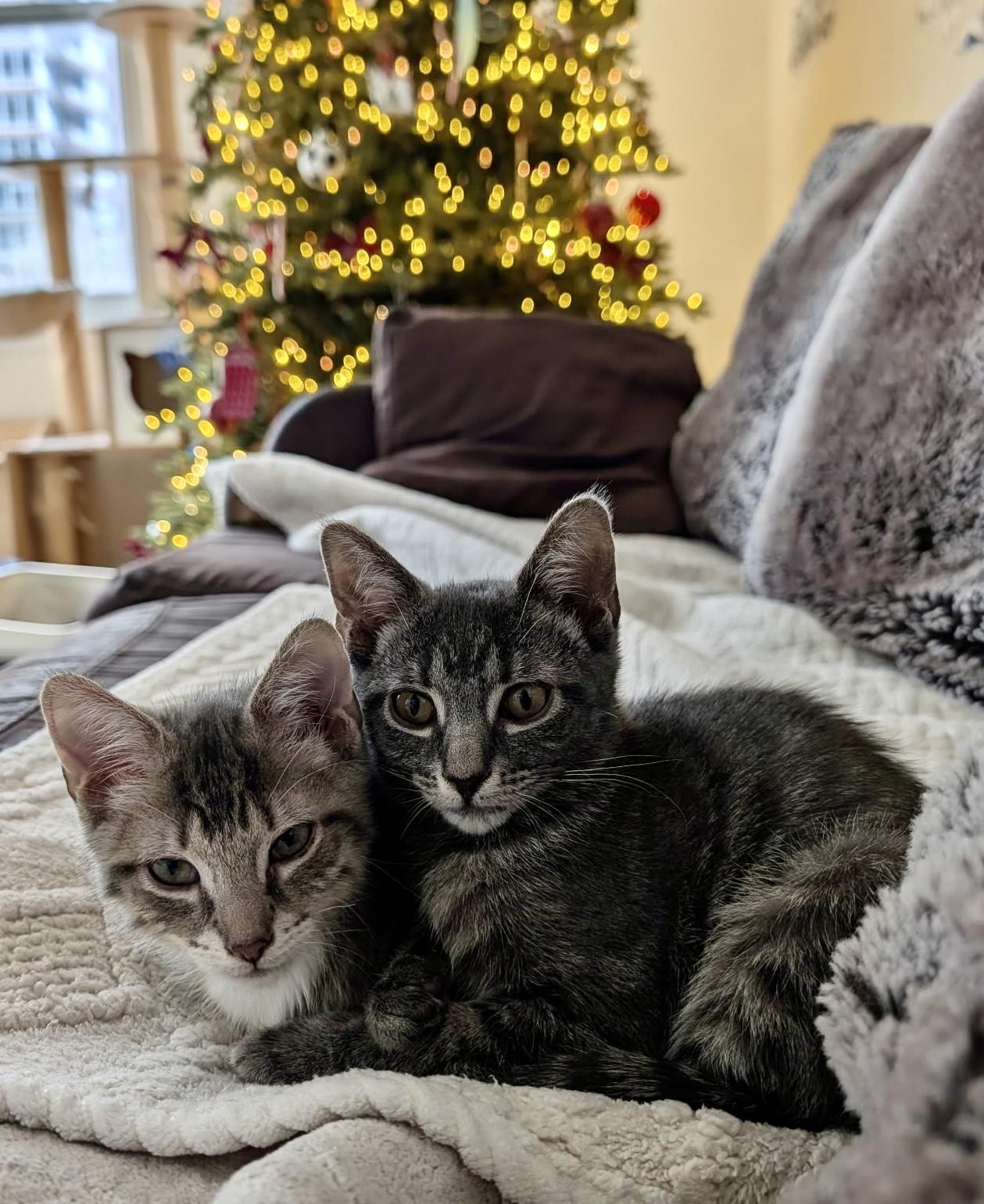 Charlie and Lola-Purrfect loving pair , Adoptable, Kitten Male Domestic Short Hair.