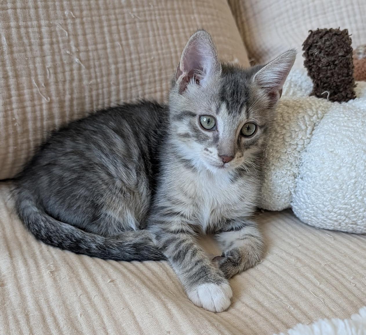 Photo of Baby Male Domestic Short Hair Tabby (Gray / Blue / Silver)