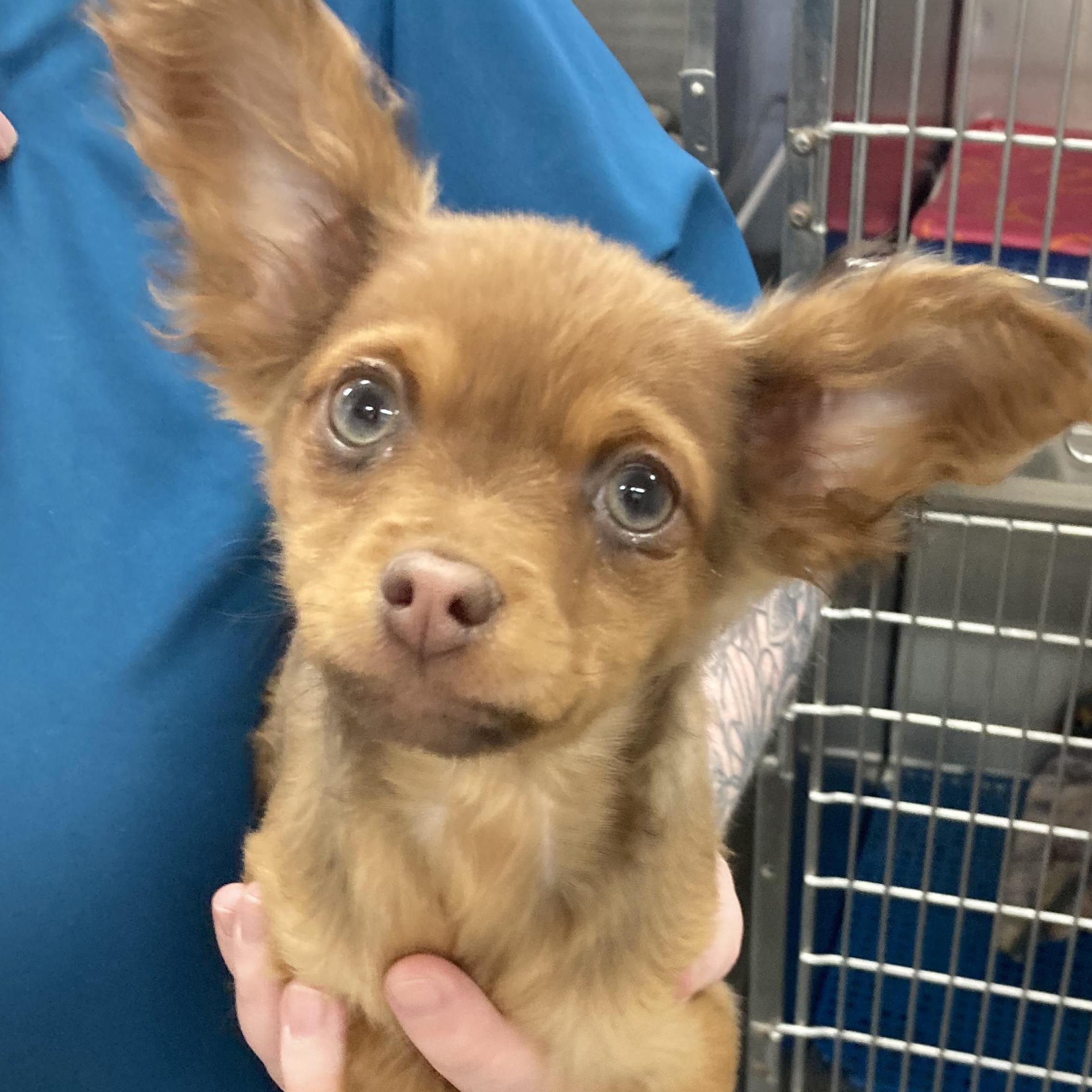 Teddie ADOPTED:), an adopted Chihuahua in Waverly, IA image 1/4