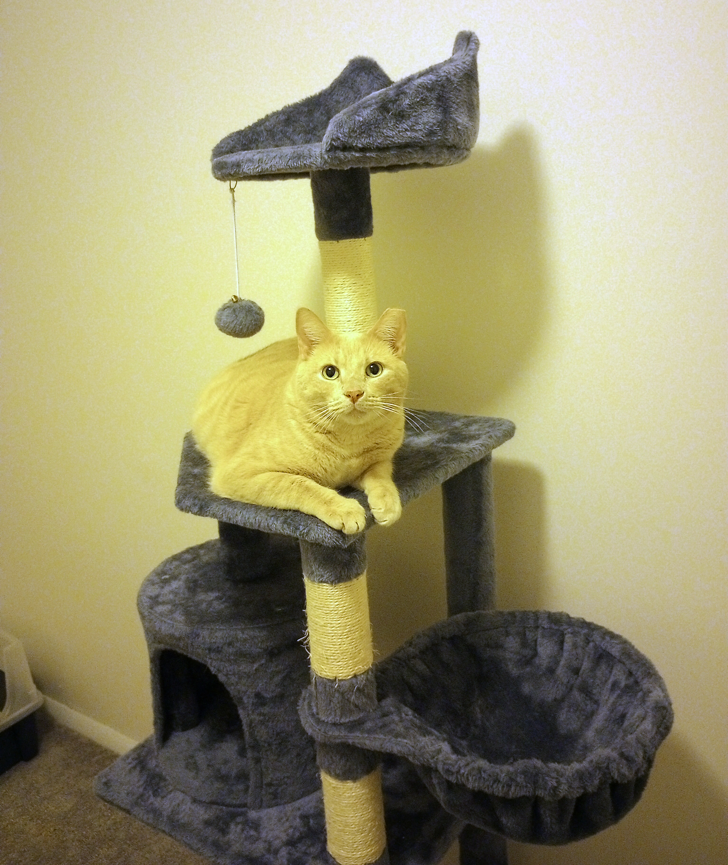 OJ Blimpson, a Adoptable Domestic Short Hair in Philadelphia, PA image 2/6