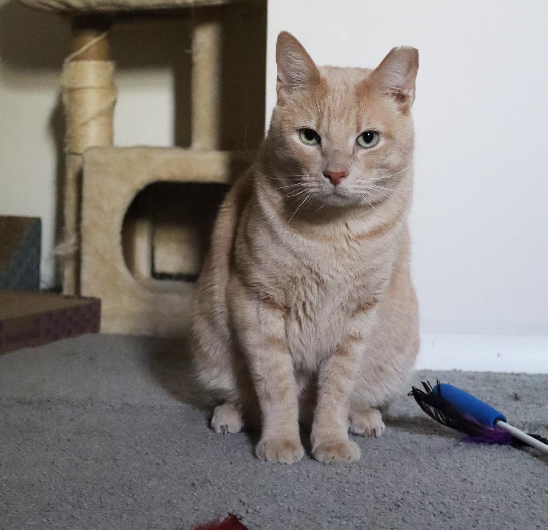 OJ Blimpson, a Adoptable Domestic Short Hair in Philadelphia, PA image 5/6