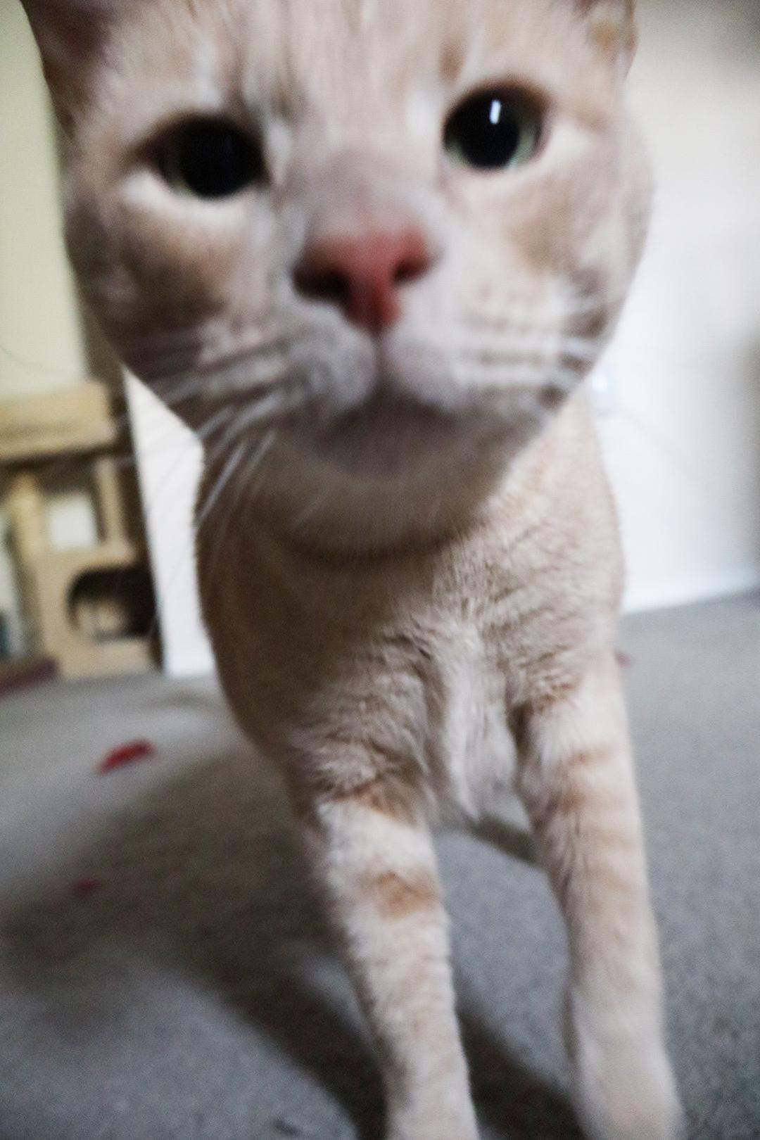 OJ Blimpson, Adoptable, Adult Male Domestic Short Hair.