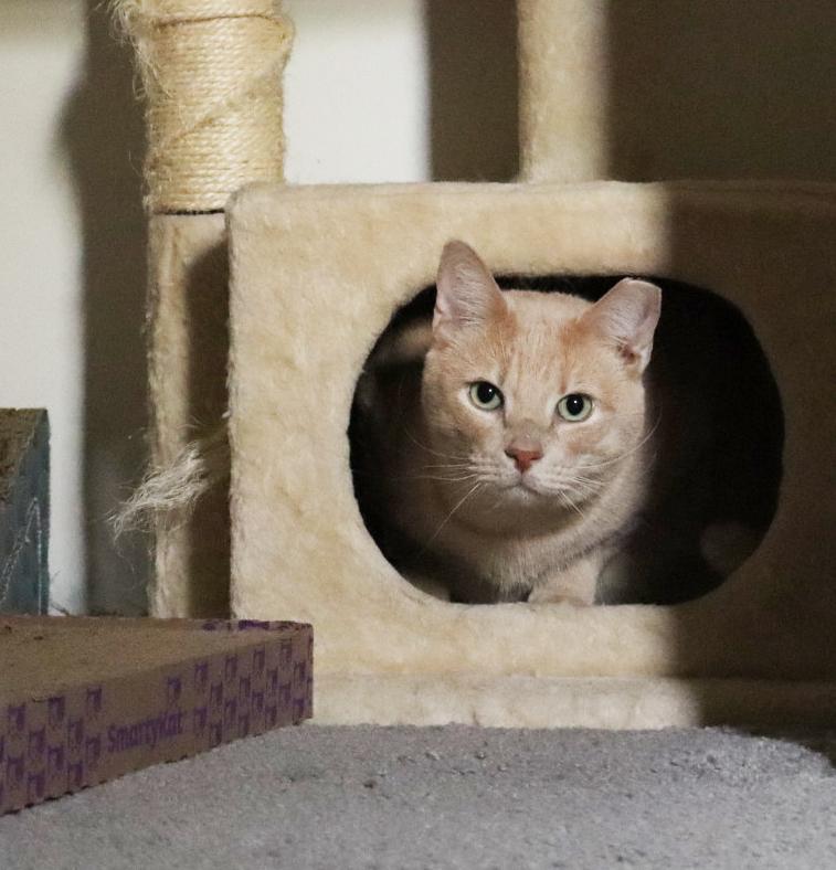 OJ Blimpson, a Adoptable Domestic Short Hair in Philadelphia, PA image 6/6