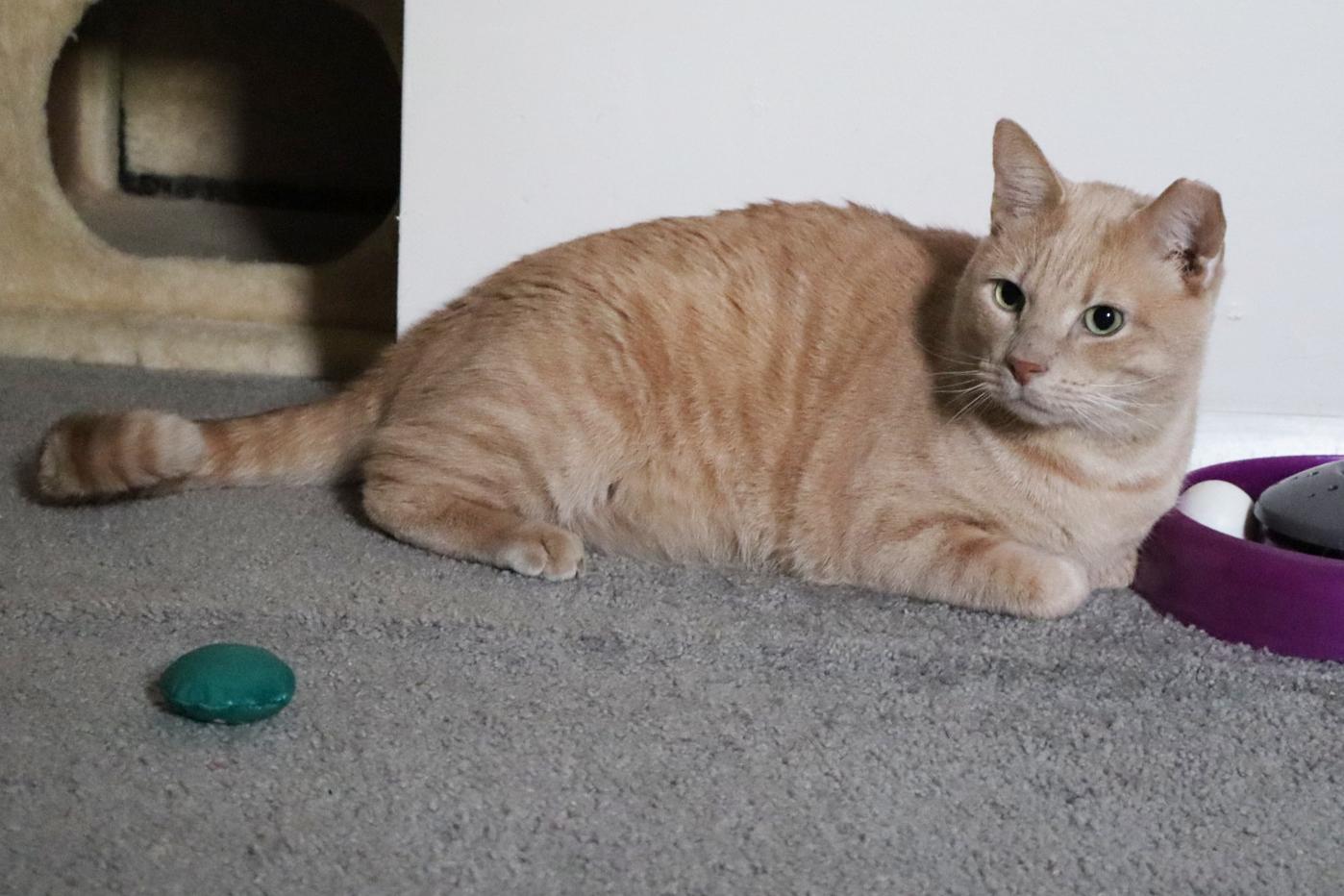 OJ Blimpson, a Adoptable Domestic Short Hair in Philadelphia, PA image 4/6