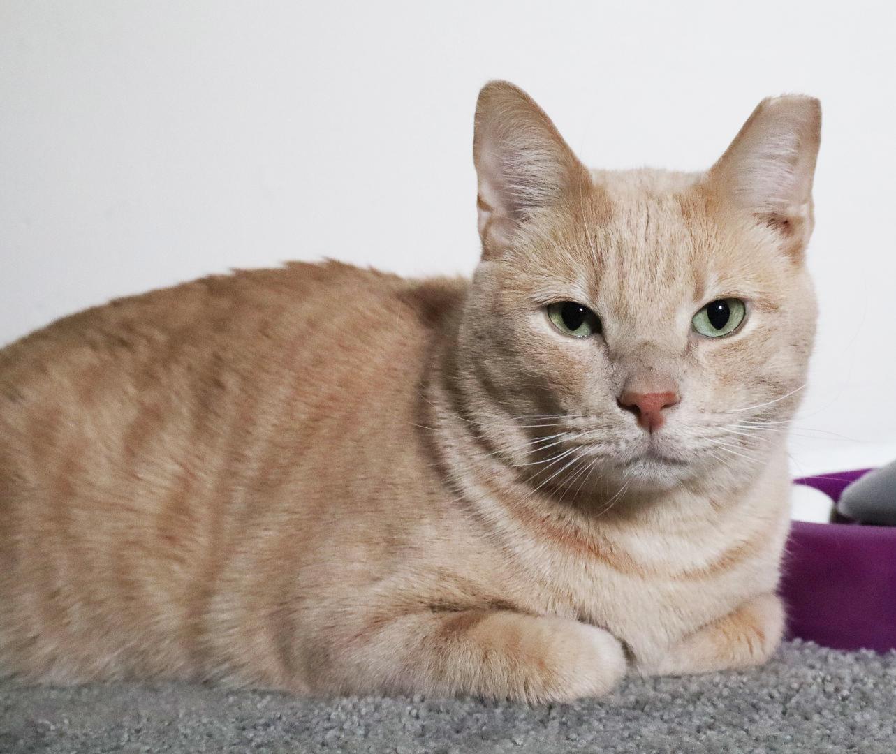 OJ Blimpson, a Adoptable Domestic Short Hair in Philadelphia, PA image 1/6