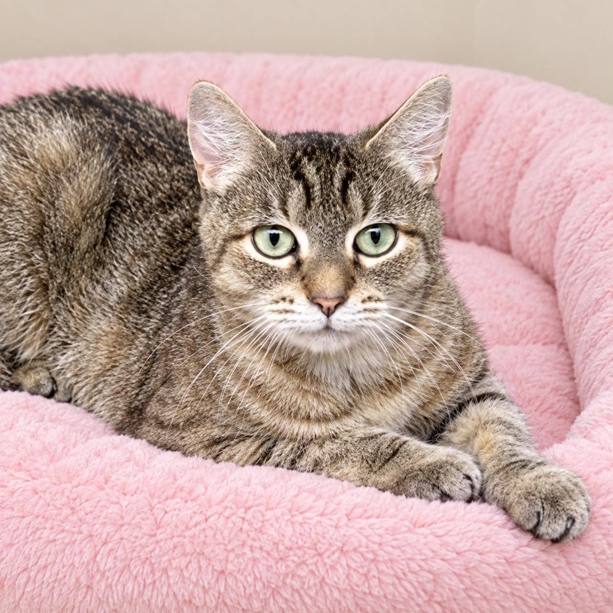 Brooks, Adoptable, Young Female Domestic Short Hair & Tabby.
