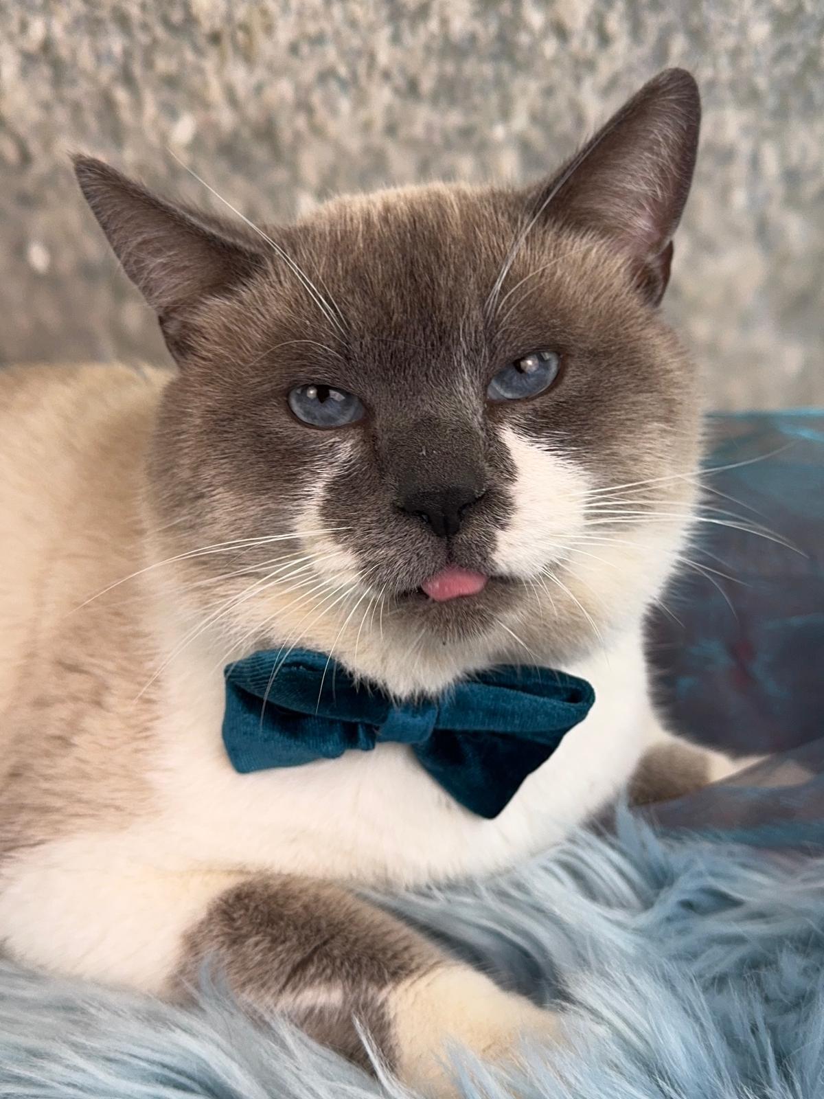 Enlarge Snowball, a Adoptable mixed breed in Houston, TX image 3/5