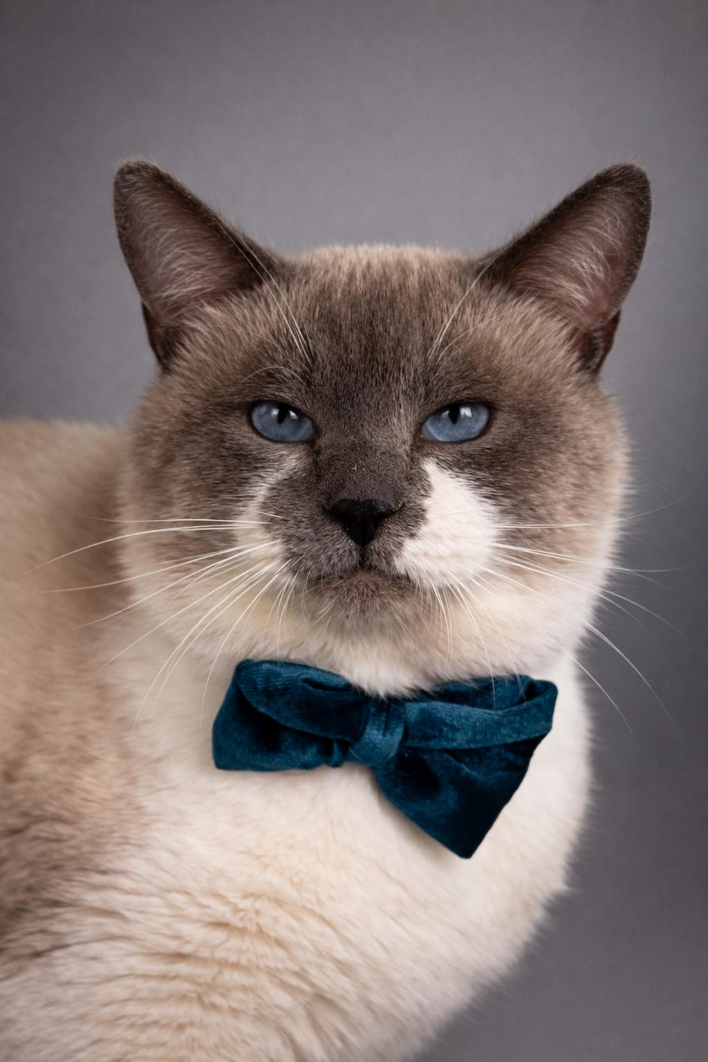 Enlarge Snowball, a Adoptable mixed breed in Houston, TX image 4/5