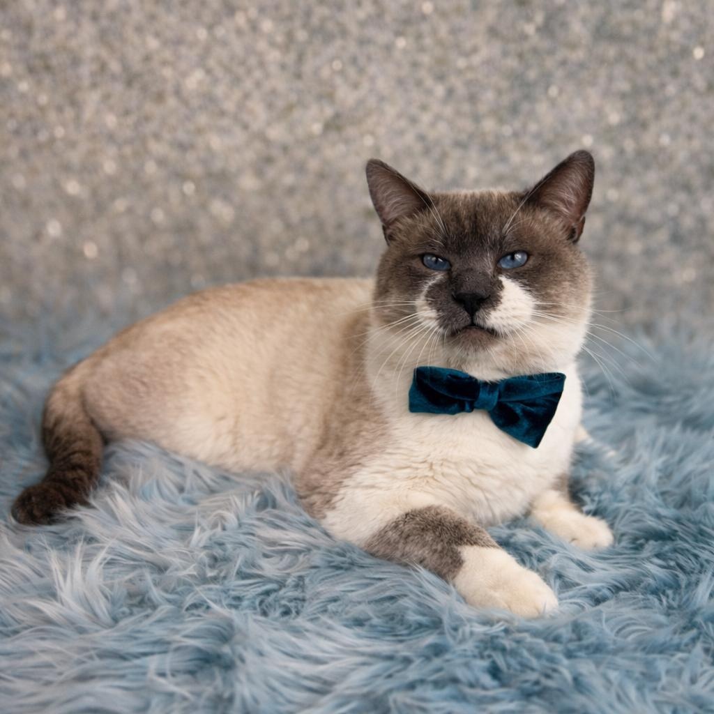 Enlarge Snowball, a Adoptable mixed breed in Houston, TX image 2/5