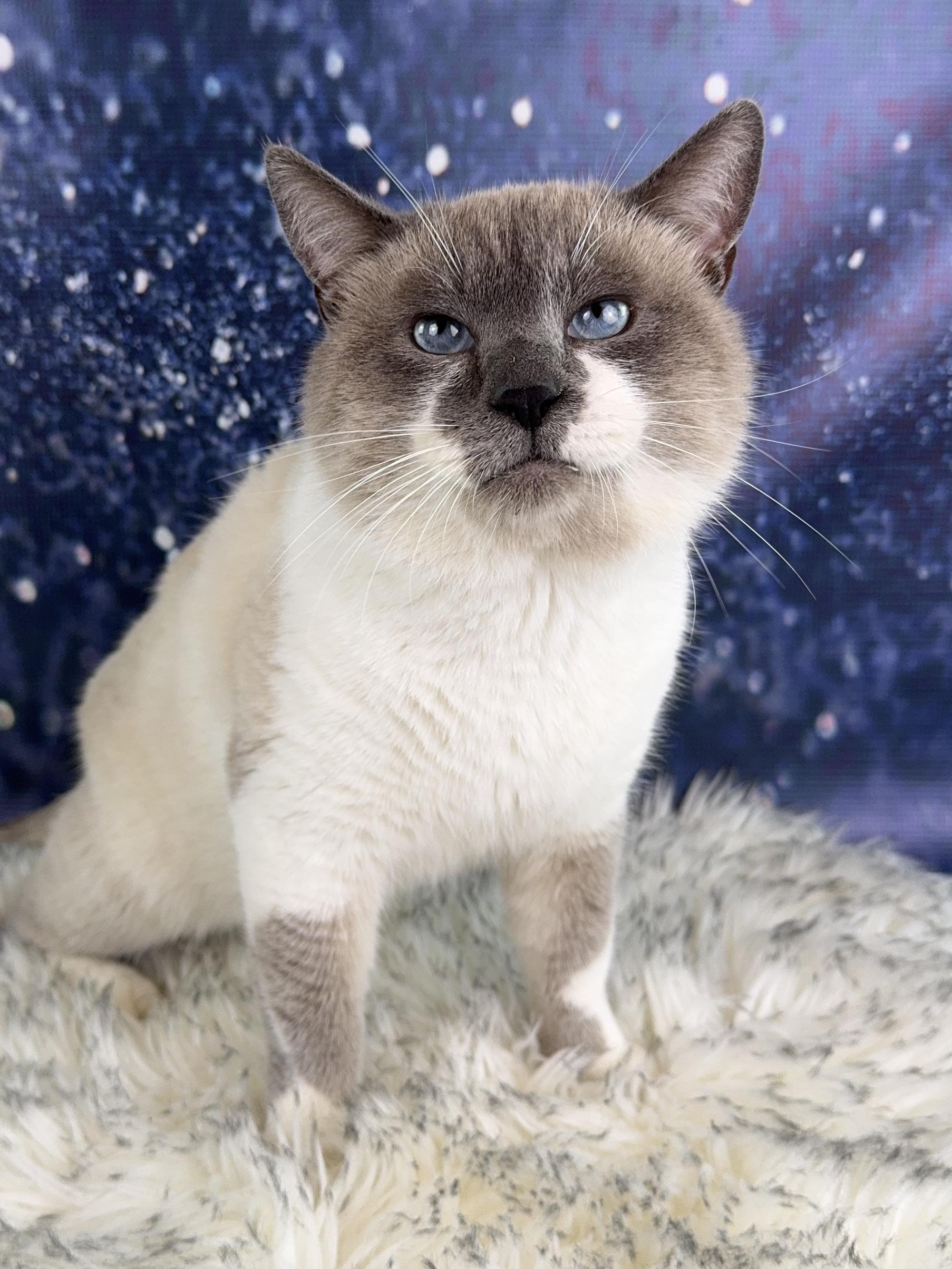 Enlarge Snowball, a Adoptable mixed breed in Houston, TX image 5/5