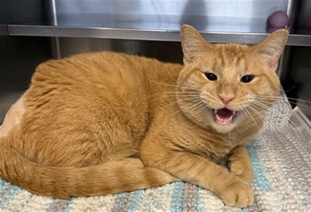 NANA, Adoptable, Adult Male Domestic Short Hair.