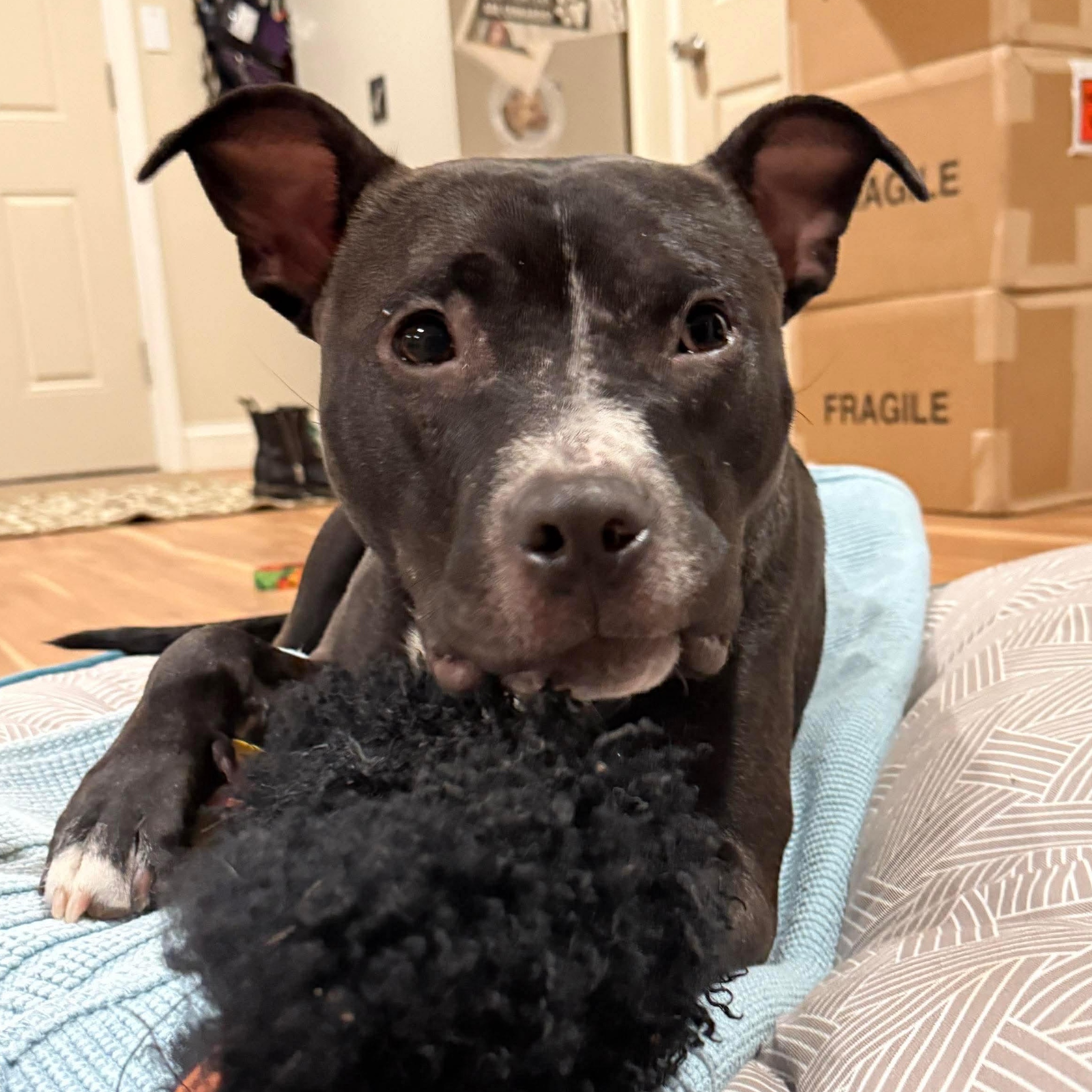 Finch, ADOPTABLE, Young Male Pit Bull Terrier.