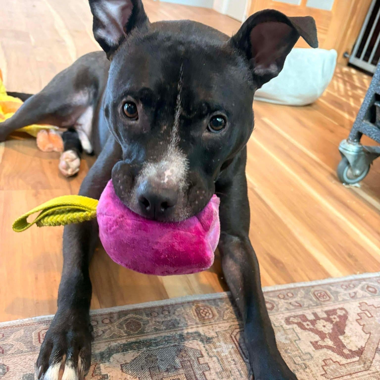 Enlarge Finch, a ADOPTABLE Pit Bull Terrier in Cranston, RI image 2/6