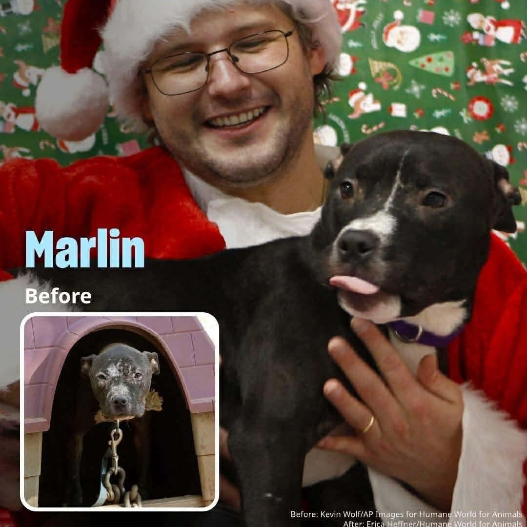 Enlarge Finch, a ADOPTABLE Pit Bull Terrier in Cranston, RI image 3/6