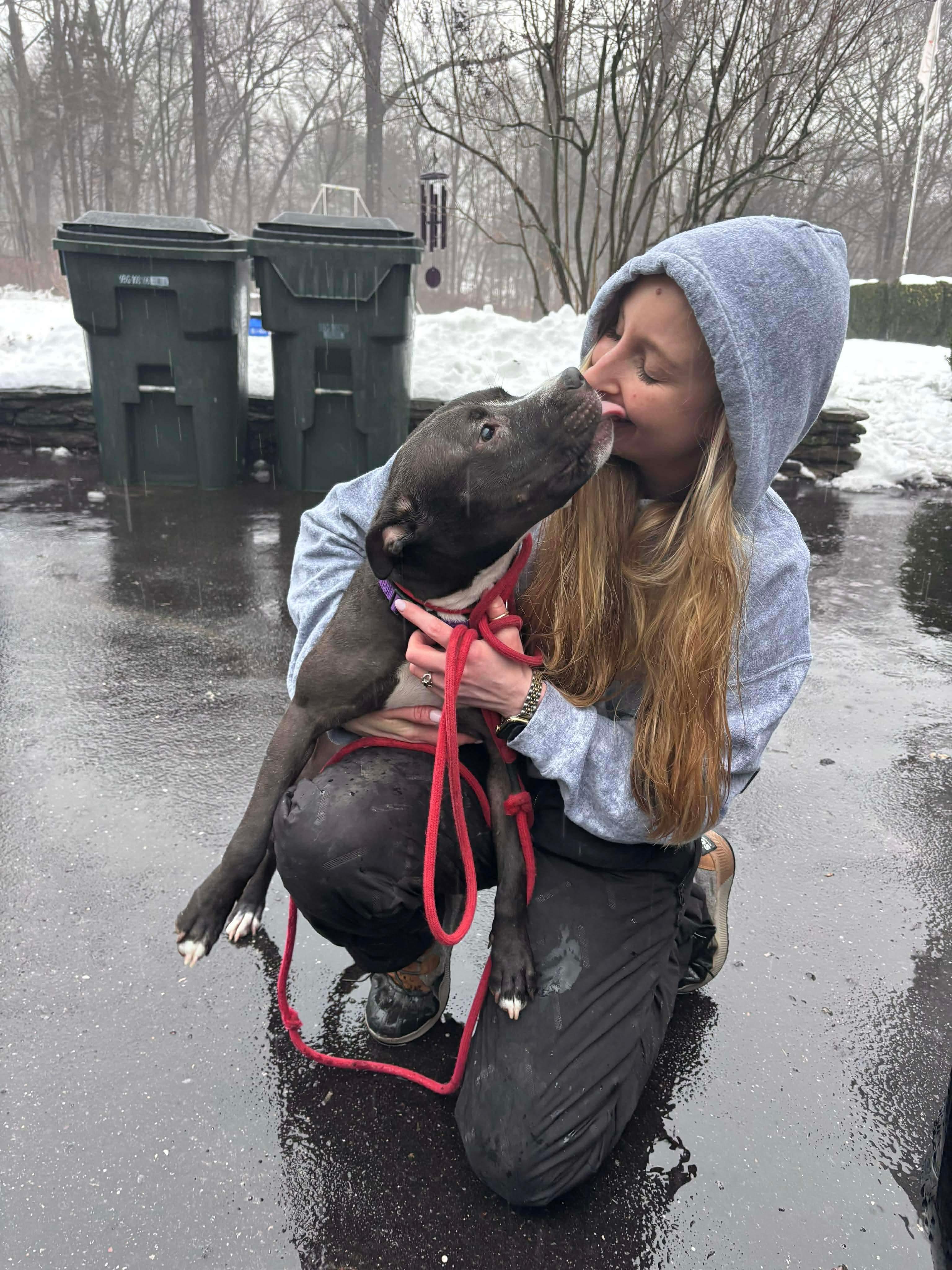 Finch, ADOPTABLE, Puppy Male Pit Bull Terrier.