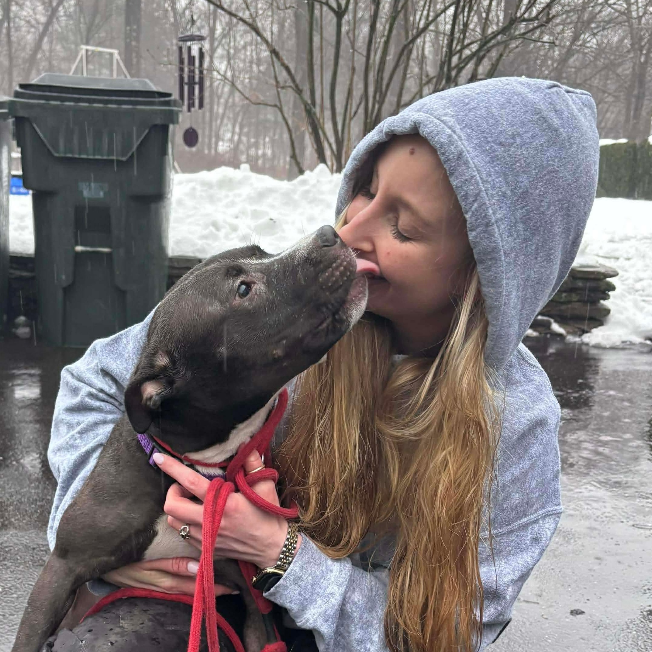 Enlarge Finch, a ADOPTABLE Pit Bull Terrier in Cranston, RI image 4/6