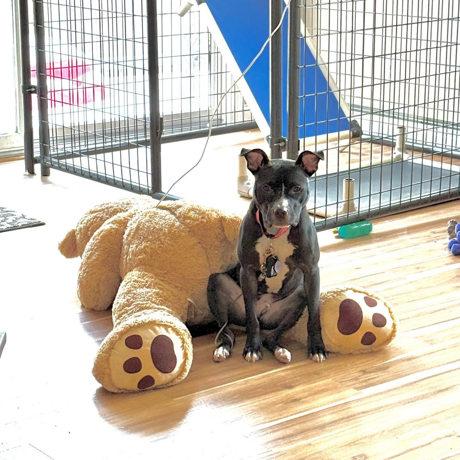 Enlarge Finch, a ADOPTABLE Pit Bull Terrier in Cranston, RI image 5/6