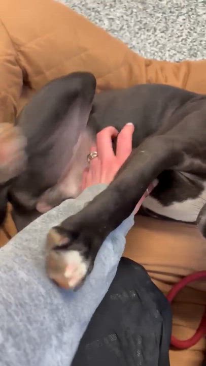 Enlarge Finch, a ADOPTABLE Pit Bull Terrier in Cranston, RI video 4/5