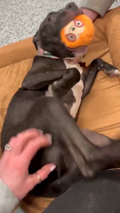 Enlarge Finch, a ADOPTABLE Pit Bull Terrier in Cranston, RI video 1/5