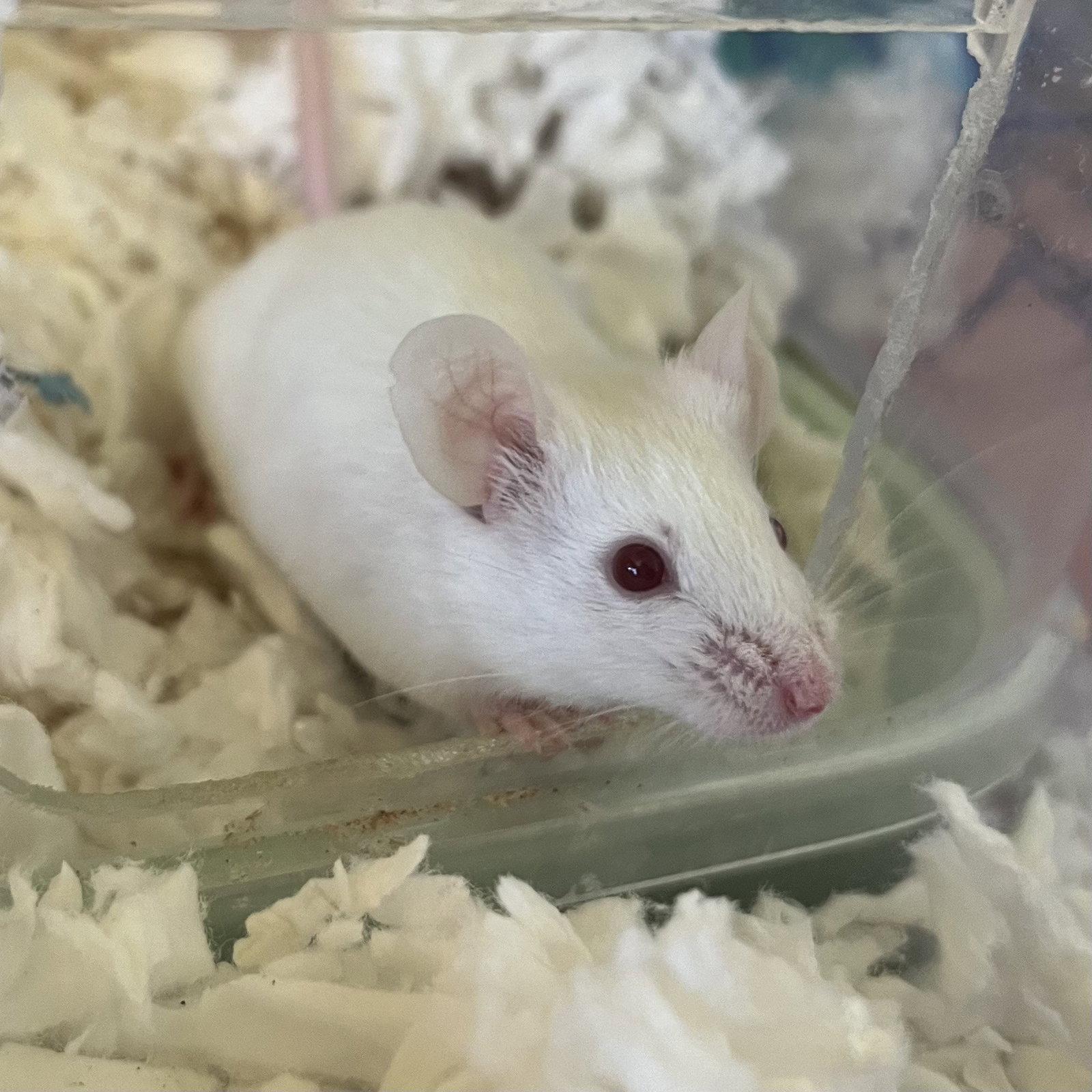 Cheese and Crackers, Adoptable, Adult Female Mouse.