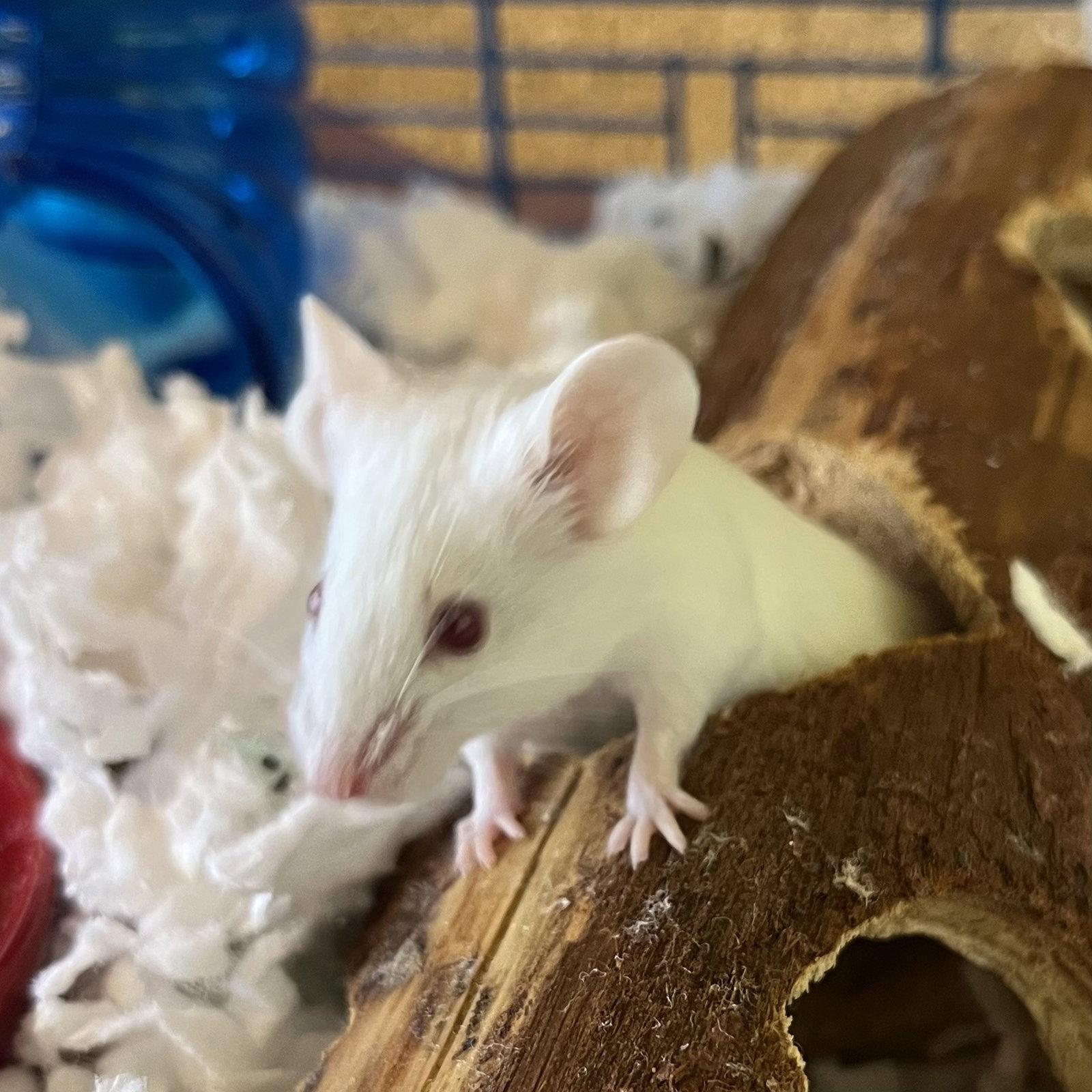 Enlarge Cheese and Crackers, a Adoptable Mouse in Burlingame, CA image 2/3