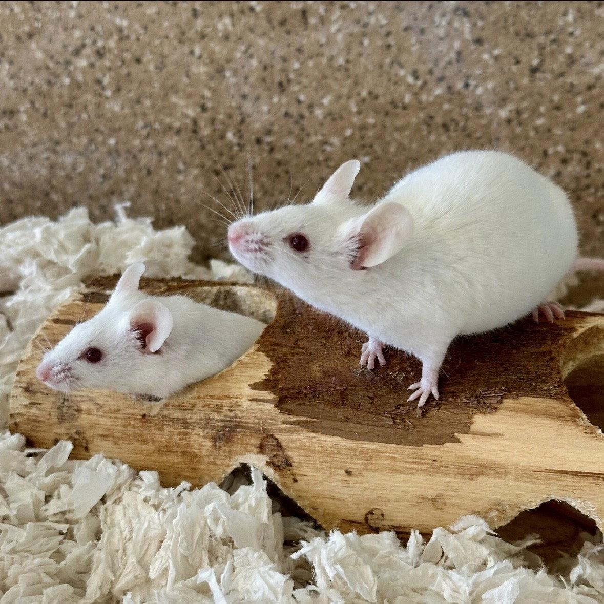 Cheese and Crackers, a Adoptable Mouse in Burlingame, CA image 2/3