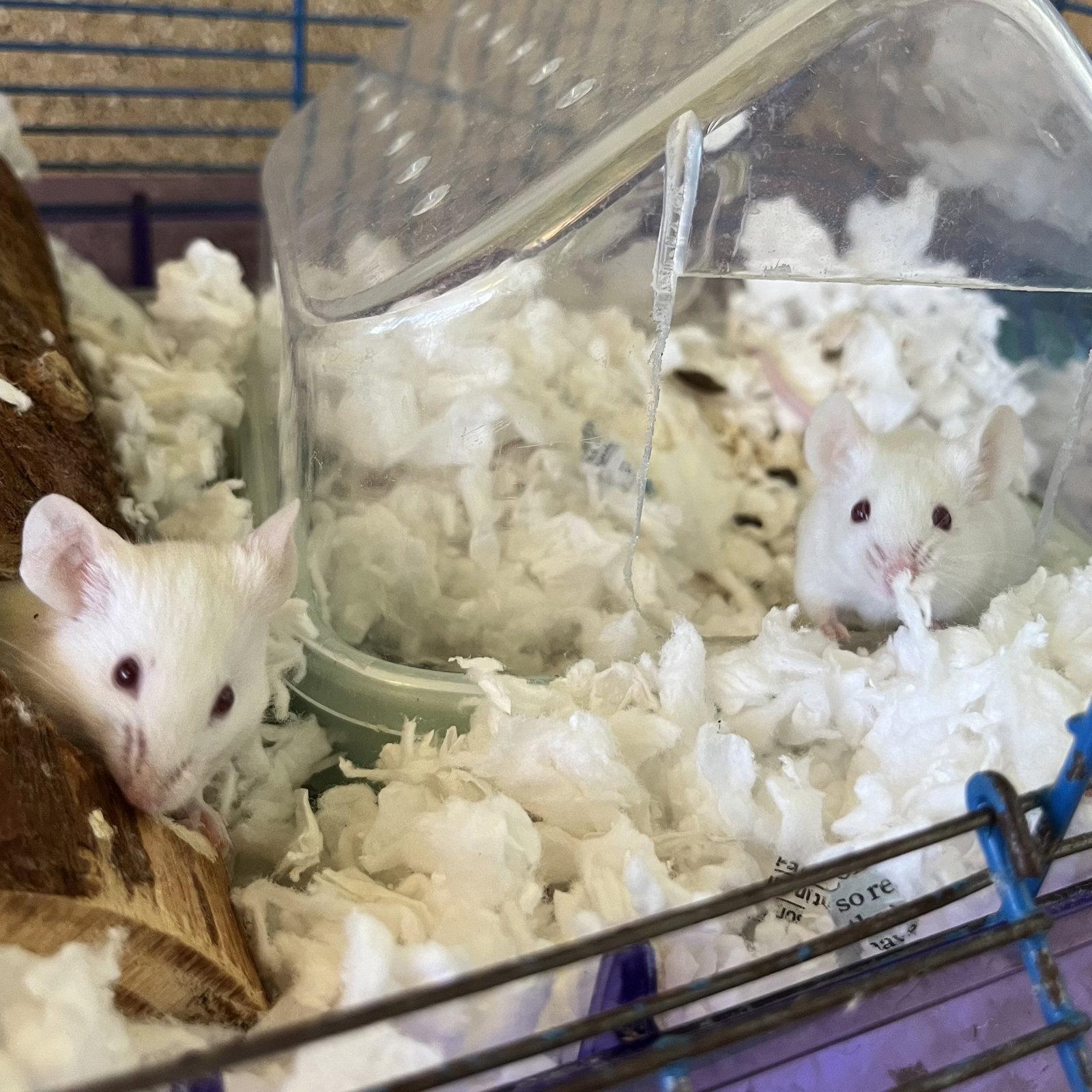 Enlarge Cheese and Crackers, a Adoptable Mouse in Burlingame, CA image 3/3