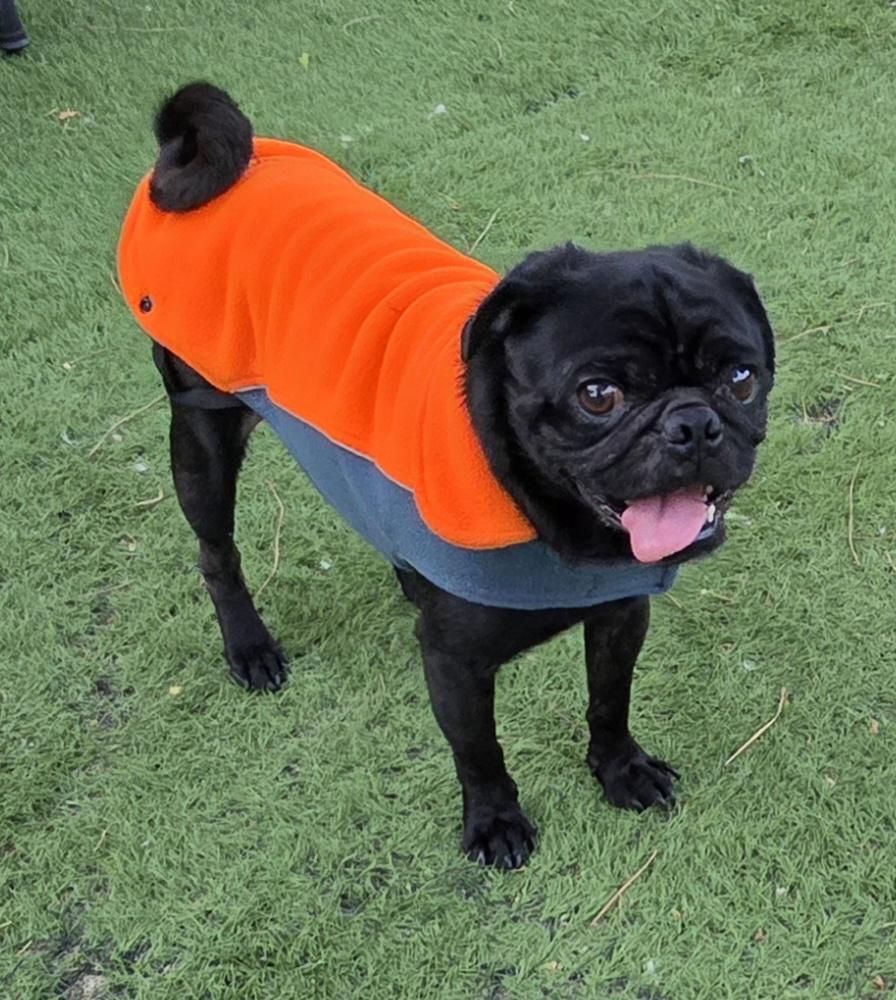 Enlarge Pietro, an adopted Pug in Fallbrook, CA image 3/6
