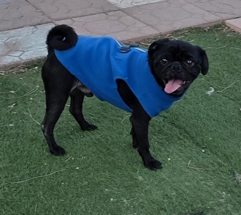 Enlarge Pietro, an adopted Pug in Fallbrook, CA image 5/6