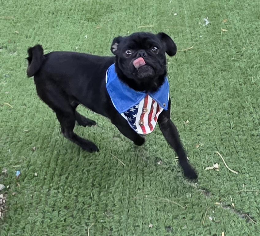 Pietro, adopted, Young Male Pug.