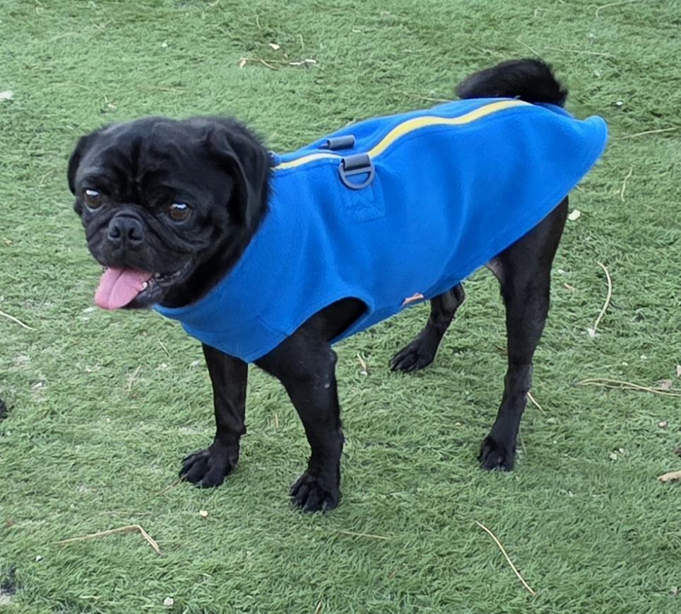 Enlarge Pietro, an adopted Pug in Fallbrook, CA image 2/6