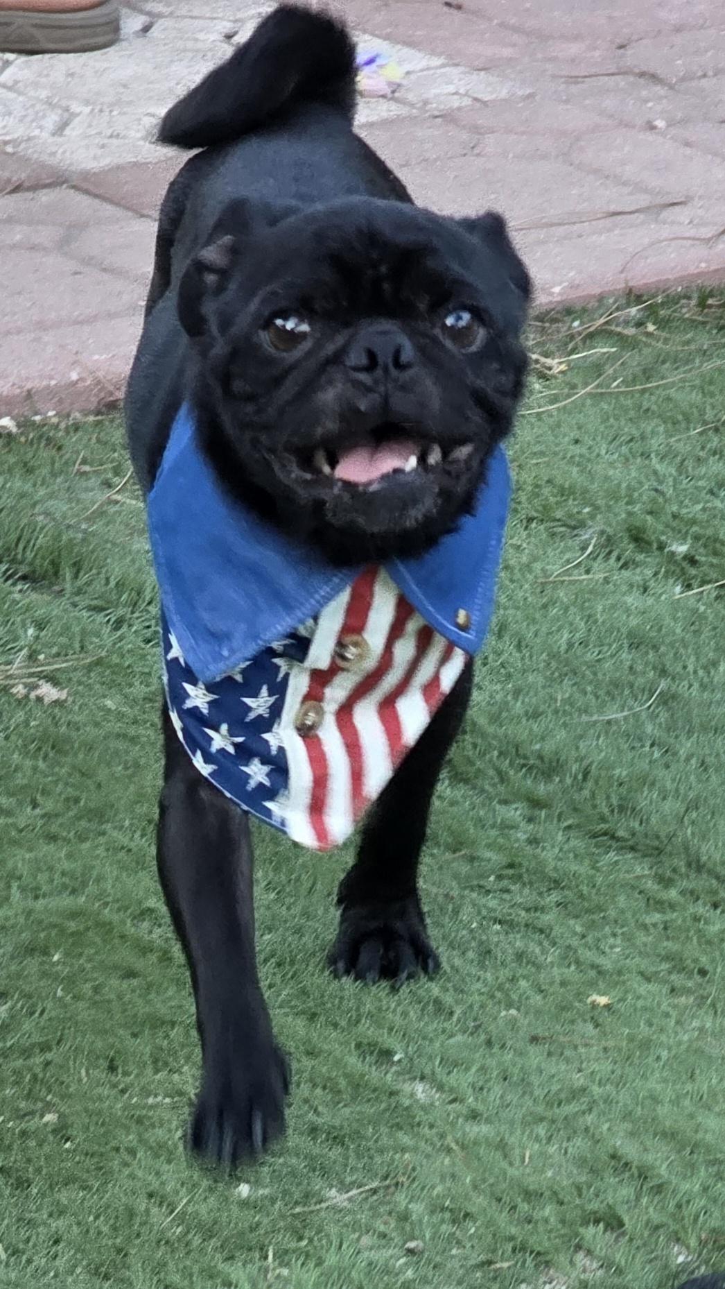 Enlarge Pietro, an adopted Pug in Fallbrook, CA image 6/6