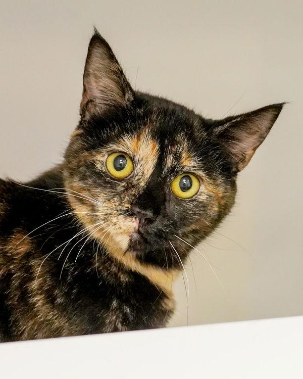 Enlarge Lucinda 305666, a Adoptable Domestic Short Hair in Petaluma, CA image 1/1