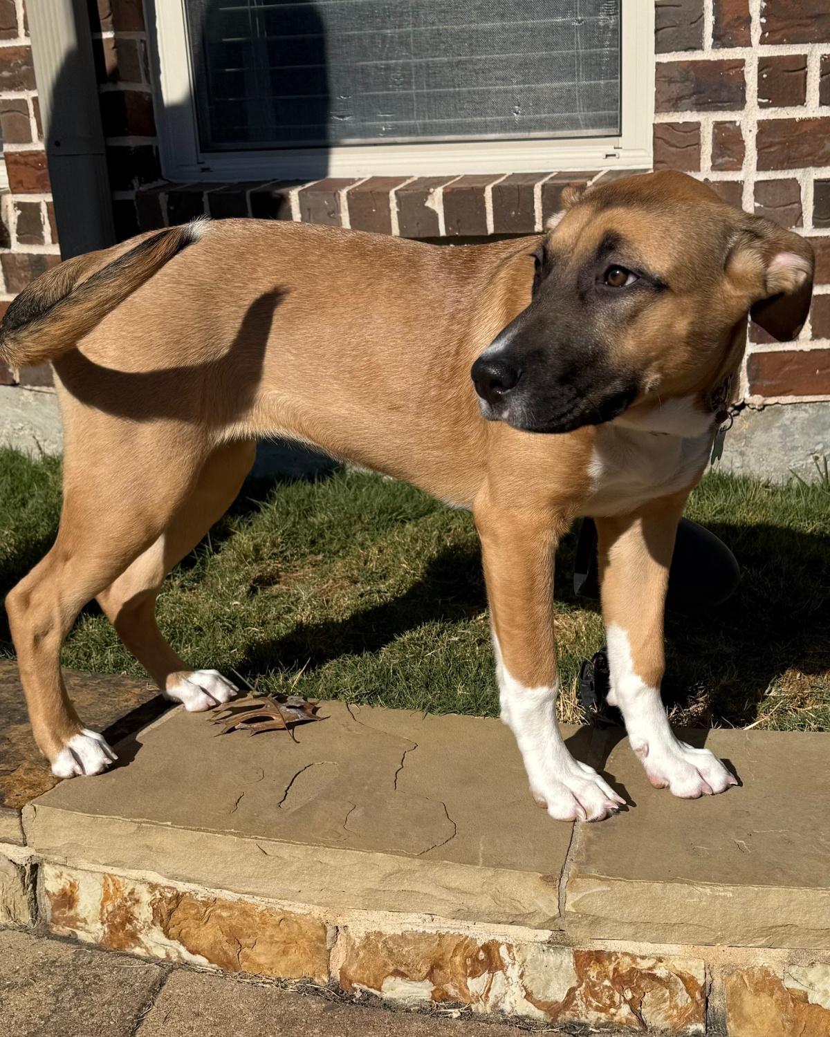 Enlarge Sadie, a ADOPTABLE mixed breed in Frisco, TX image 2/4