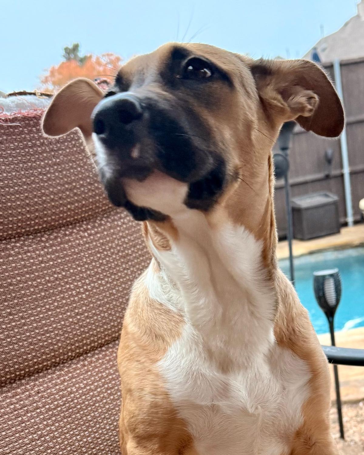 Enlarge Sadie, a ADOPTABLE mixed breed in Frisco, TX image 4/4