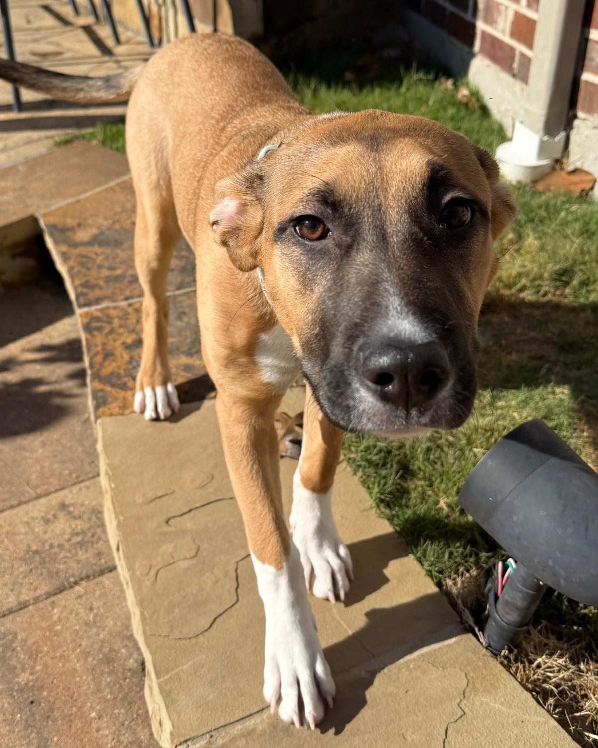 Enlarge Sadie, a ADOPTABLE mixed breed in Frisco, TX image 3/4